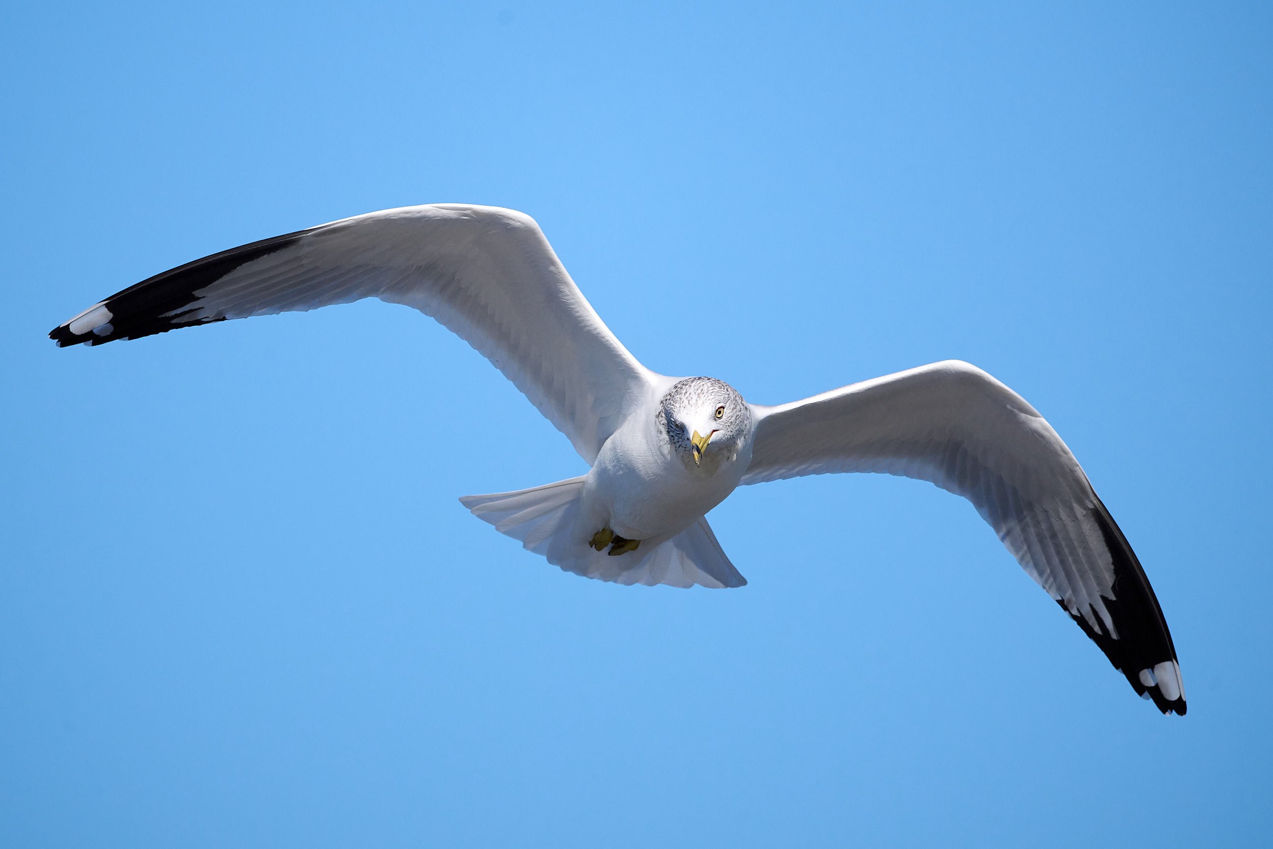 Ringed-billed Gull