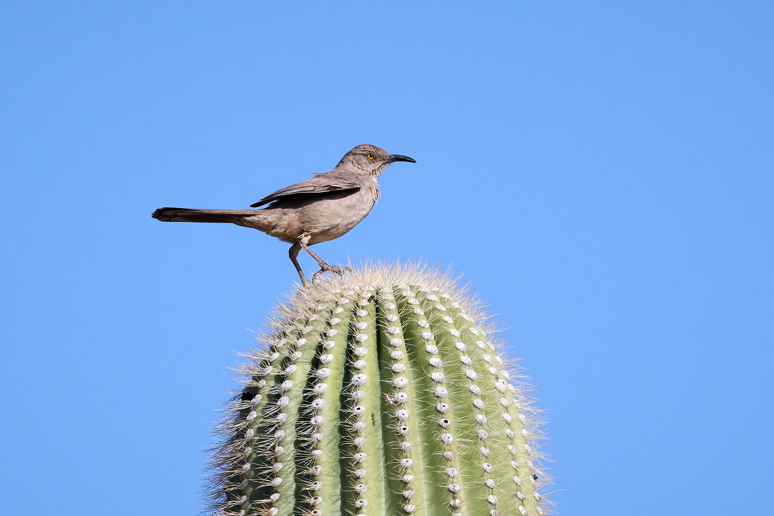 Curve-billed Thrasher