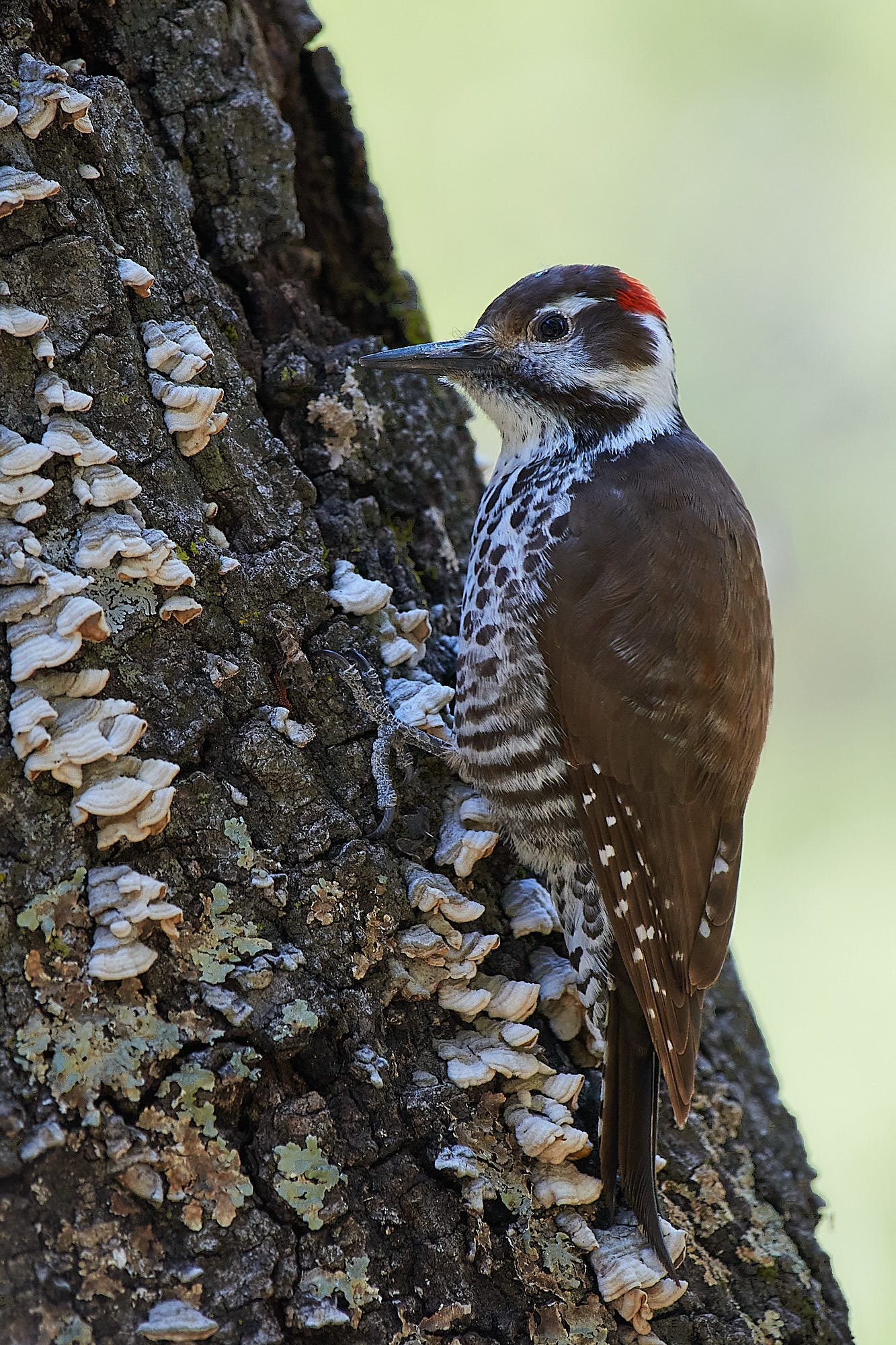 Arizona Woodpecker