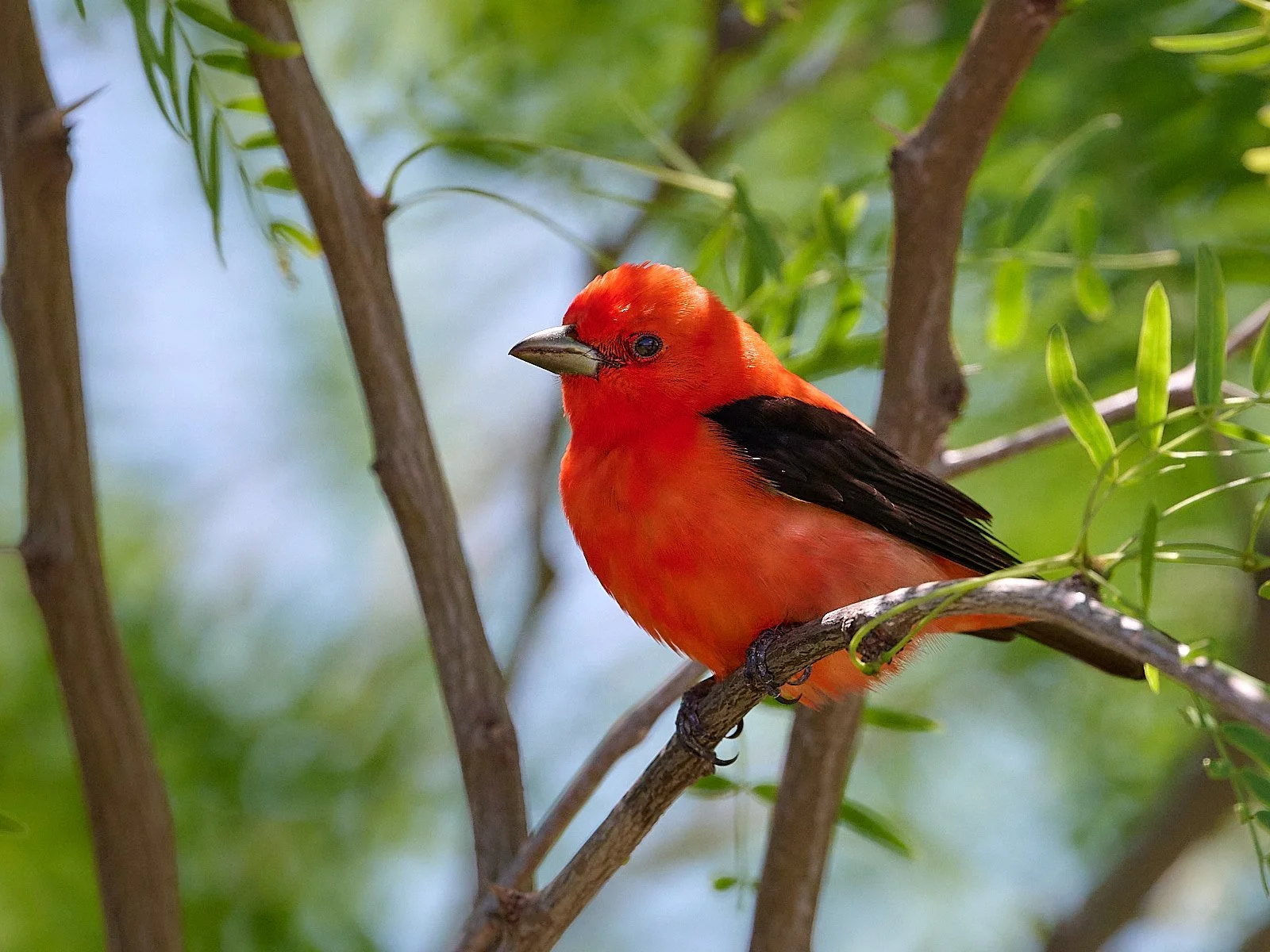 Scarlet Tanager
