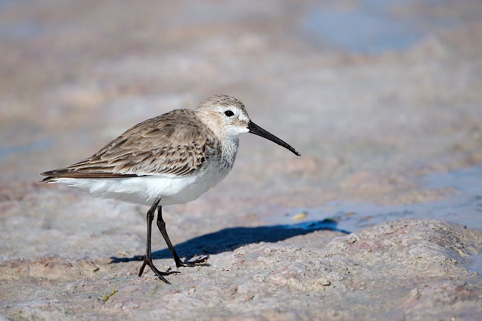 Dunlin