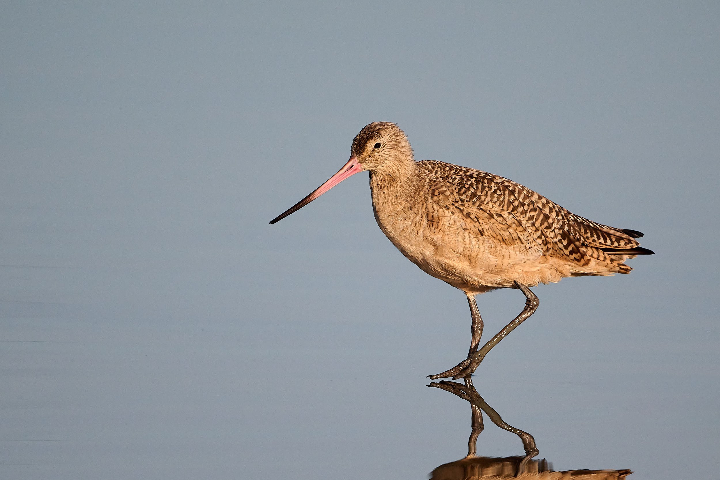 Marbled Godwit