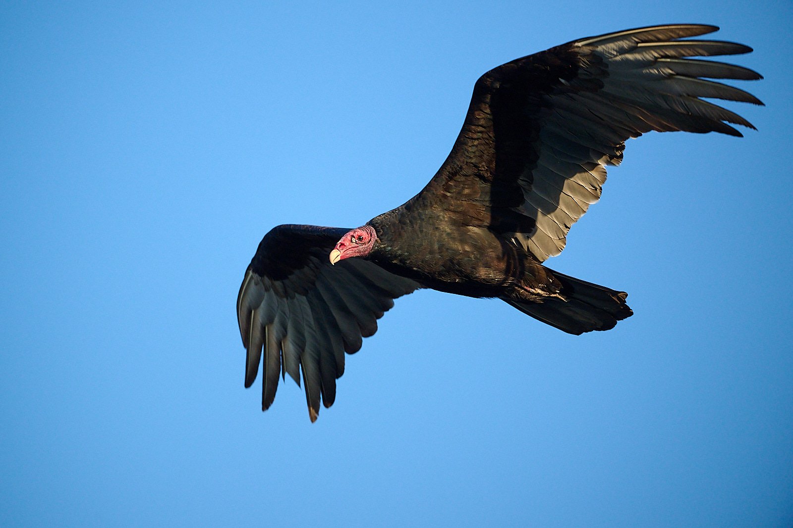 Turkey Vulture