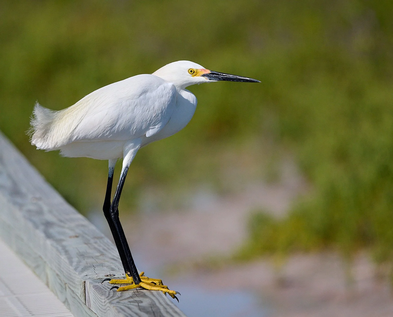 Snowy Egret