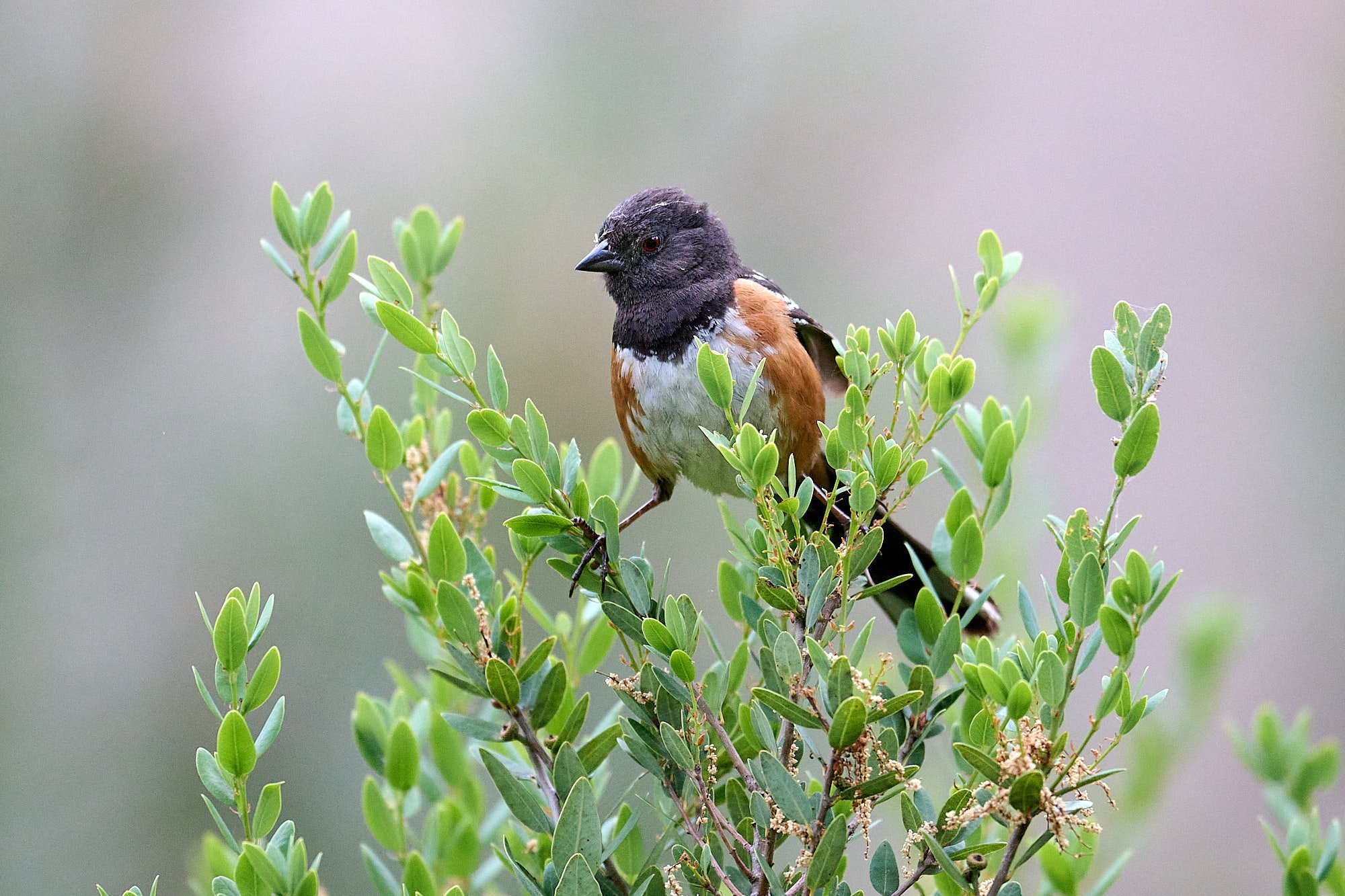 Spotted Towhee