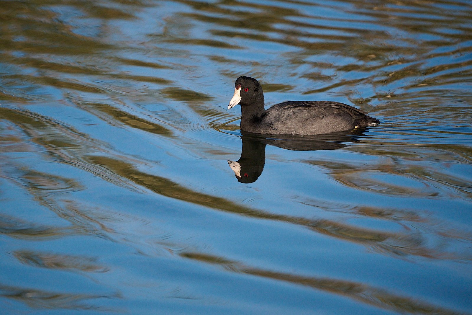 American Coot