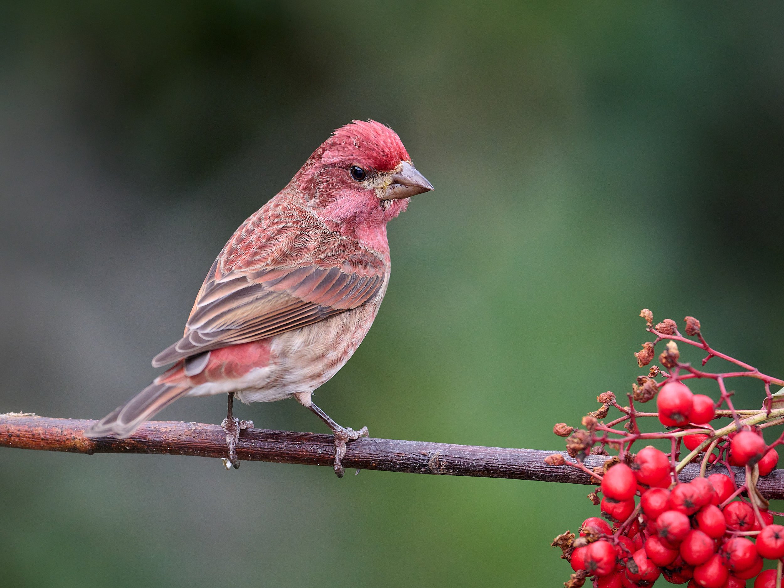 Purple Finch