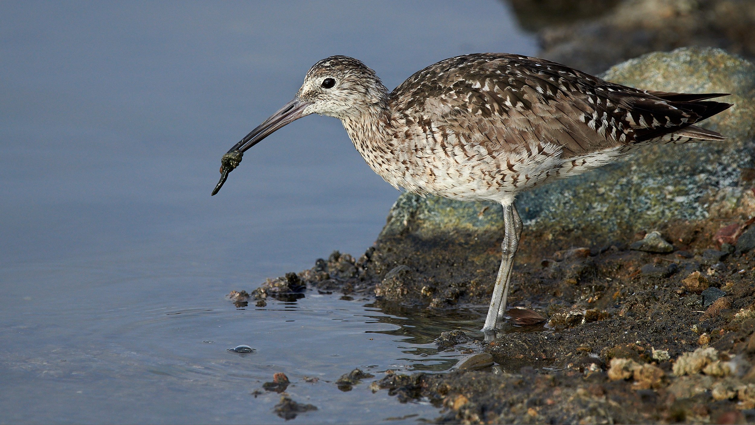 Willet