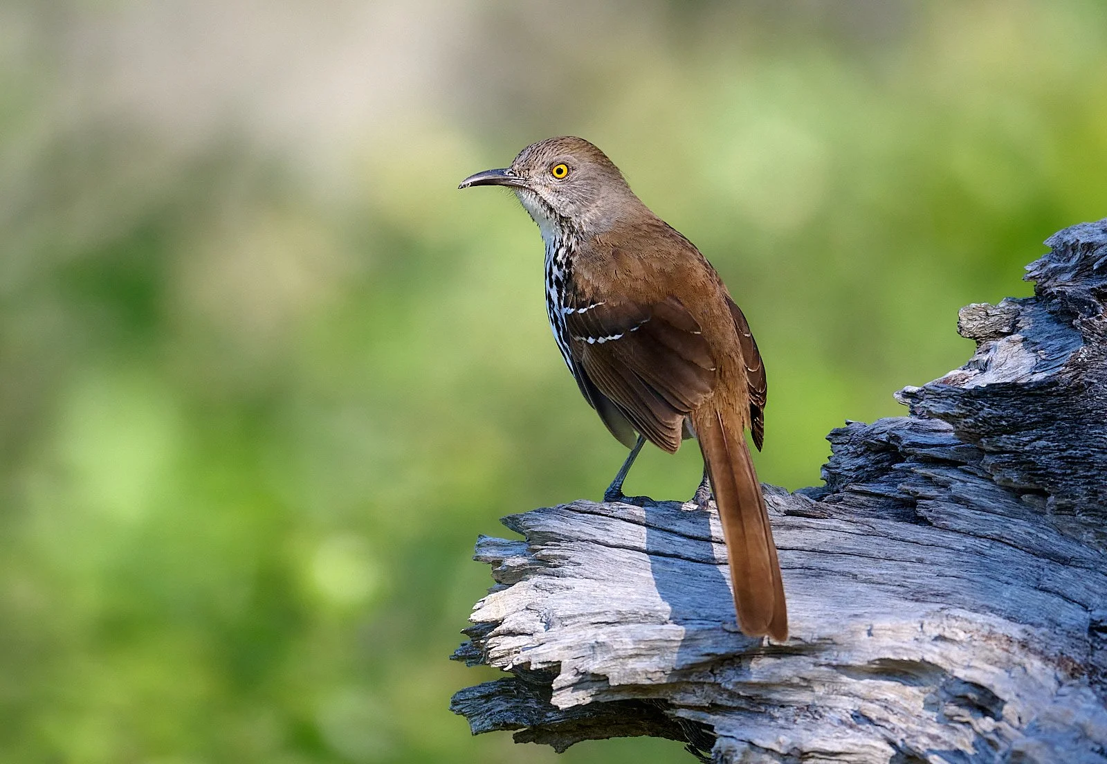 Long-billed Thrasher