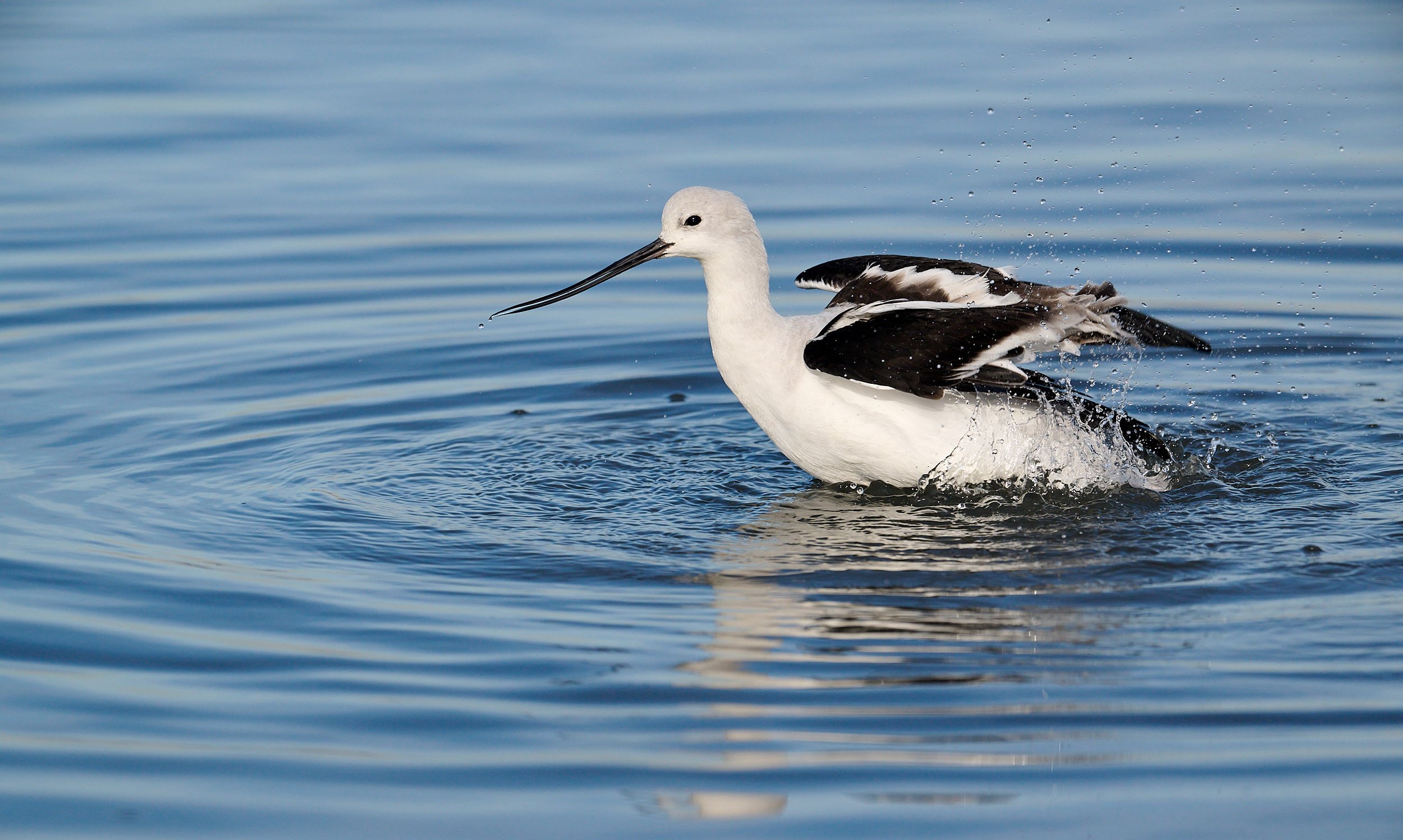 Avocet