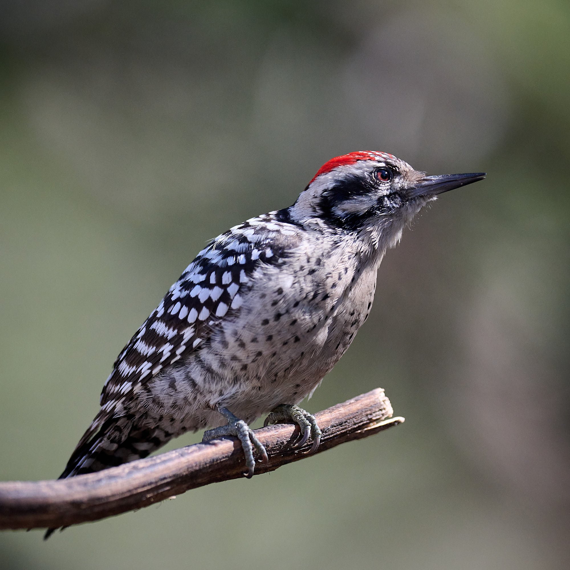 Nuttall's Woodpecker