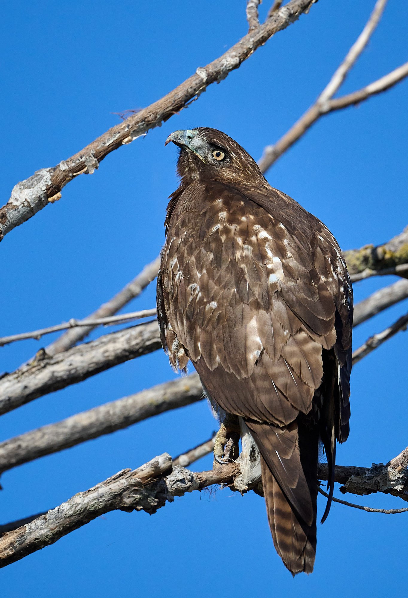 Red-tailed Hawk