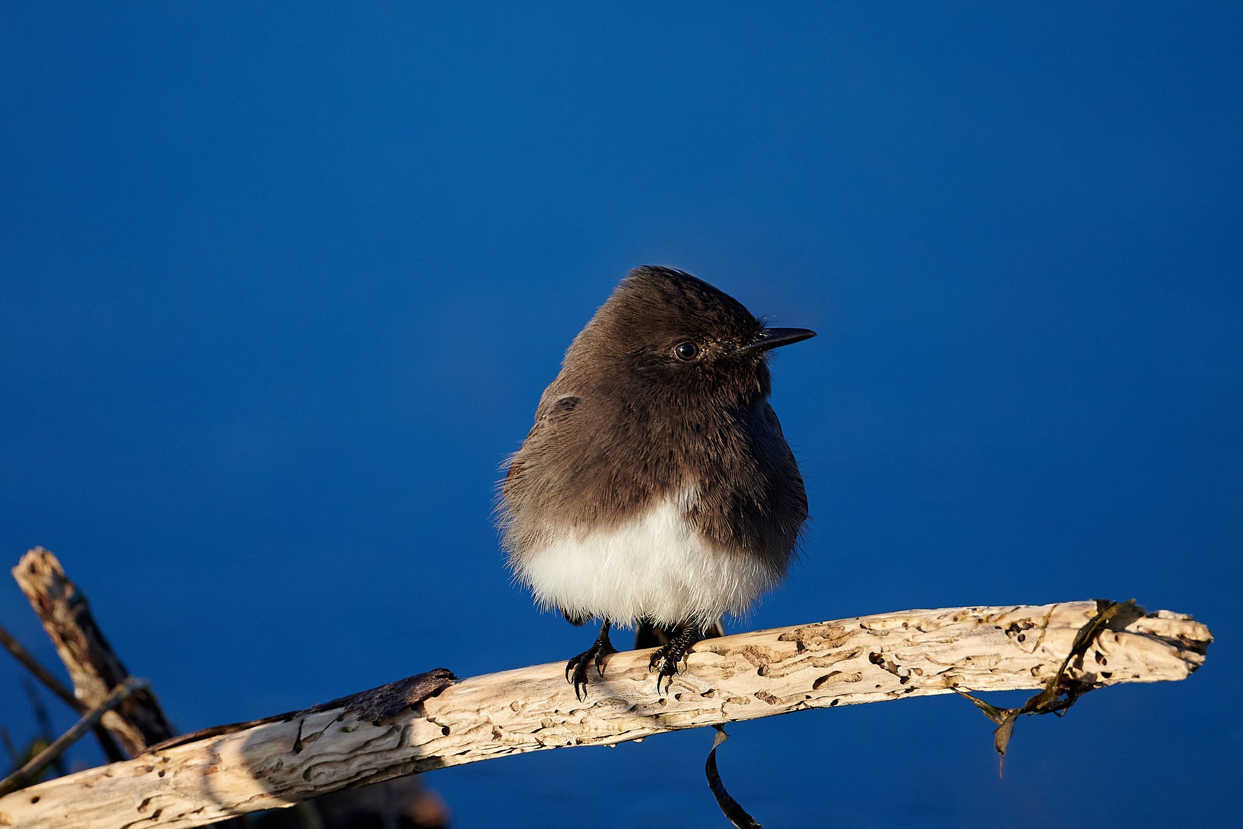 Black Phoebe