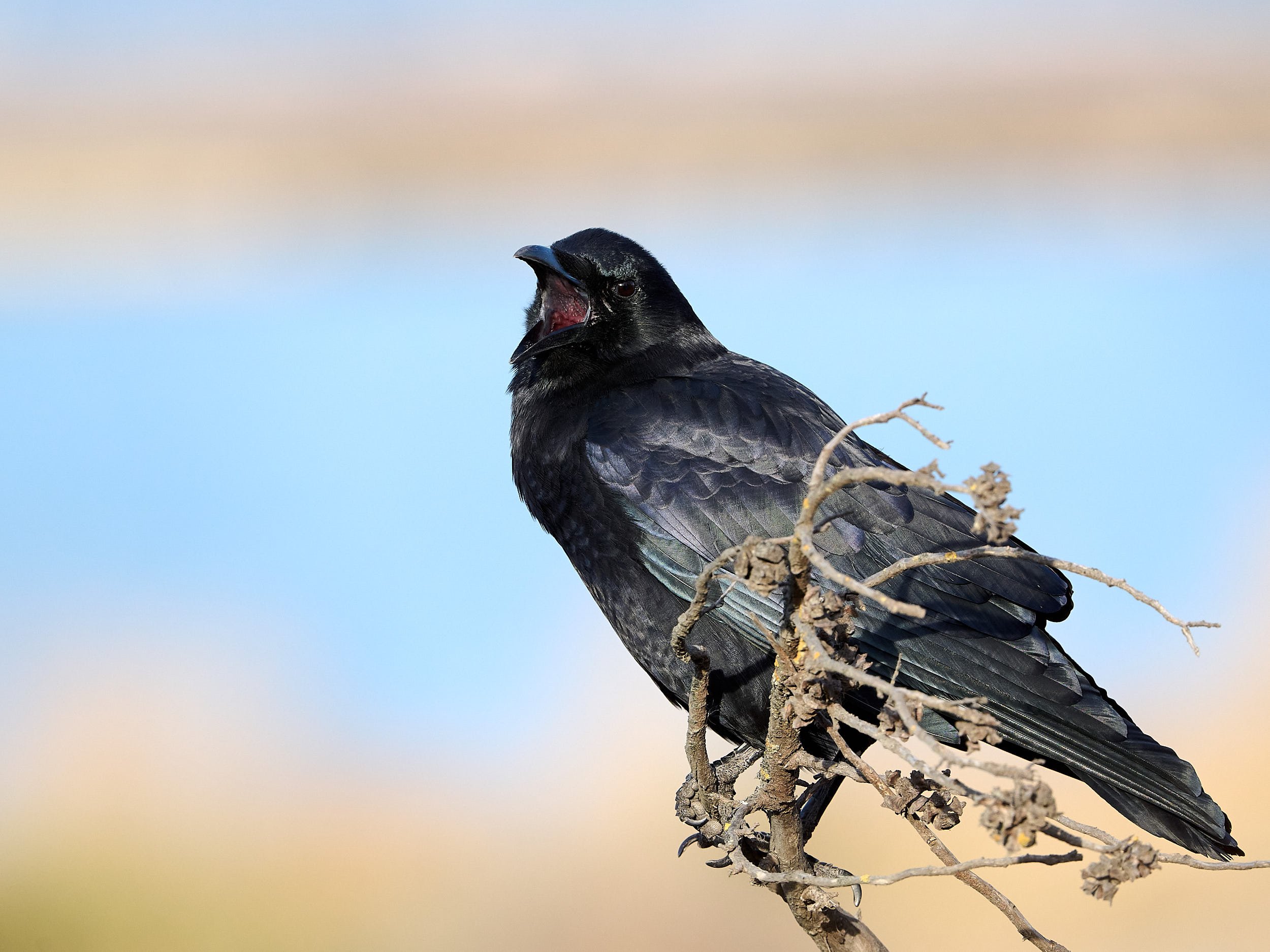 American Crow