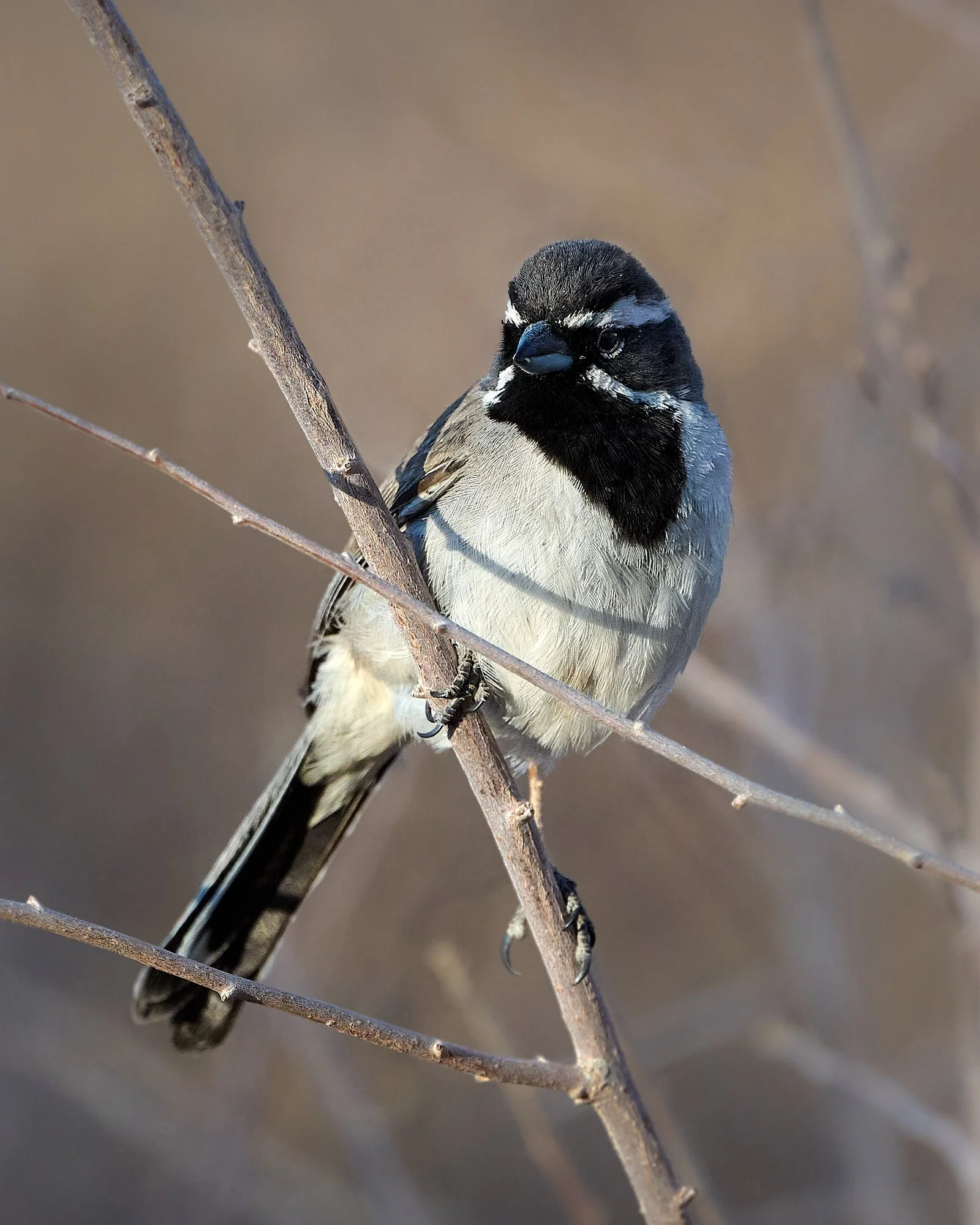 Black-throated Sparrow