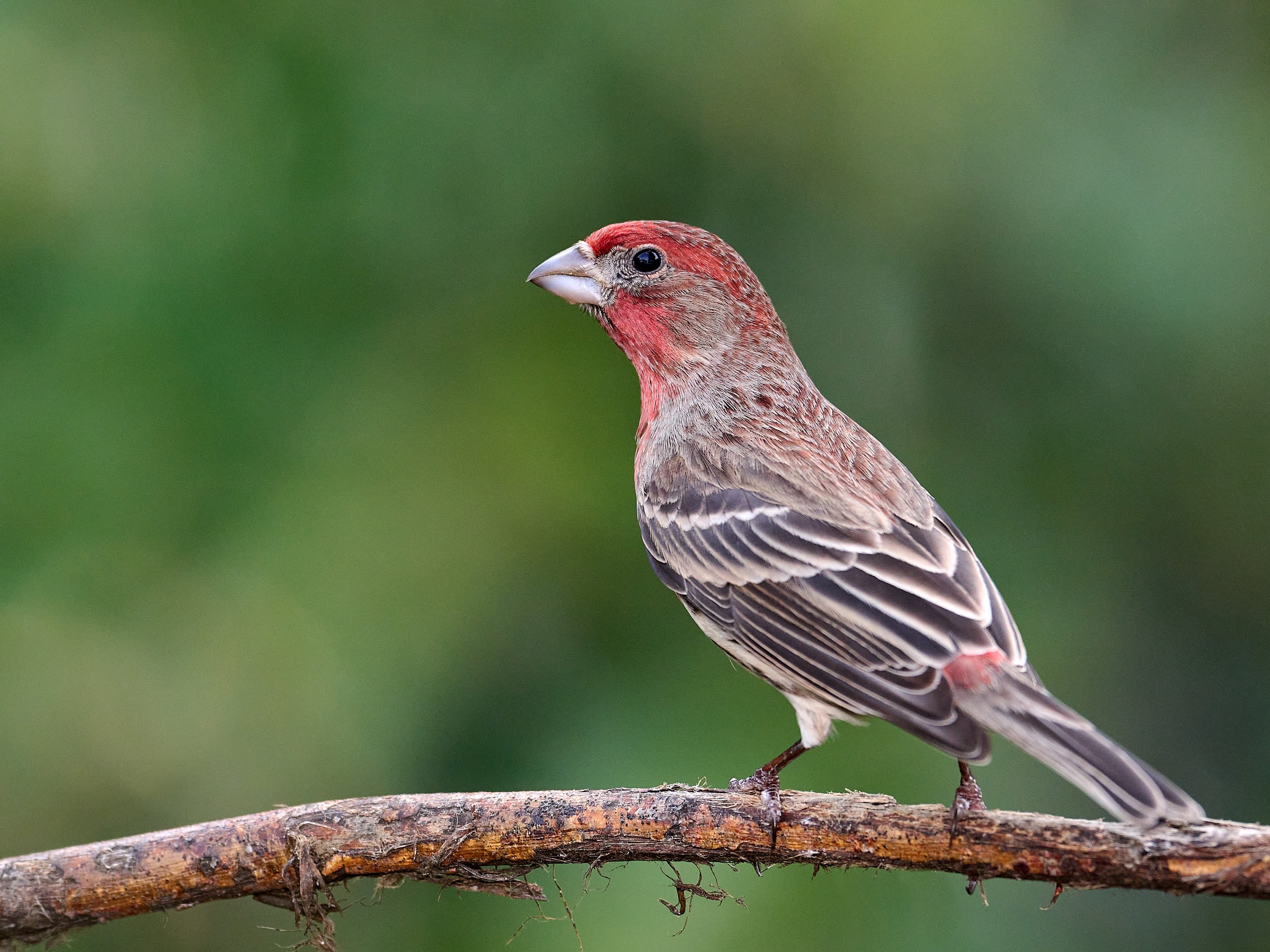 House Finch