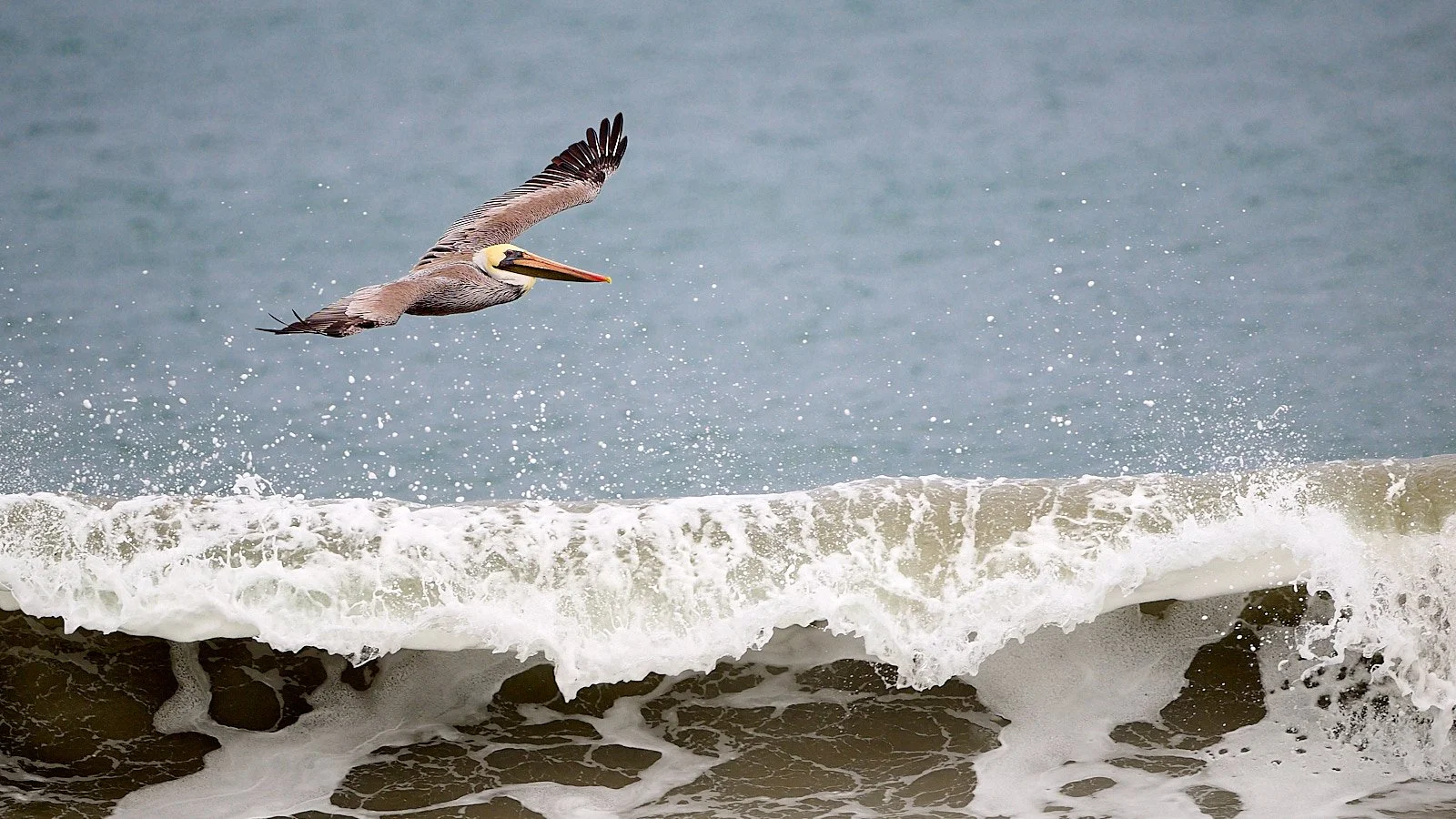 Brown Pelican