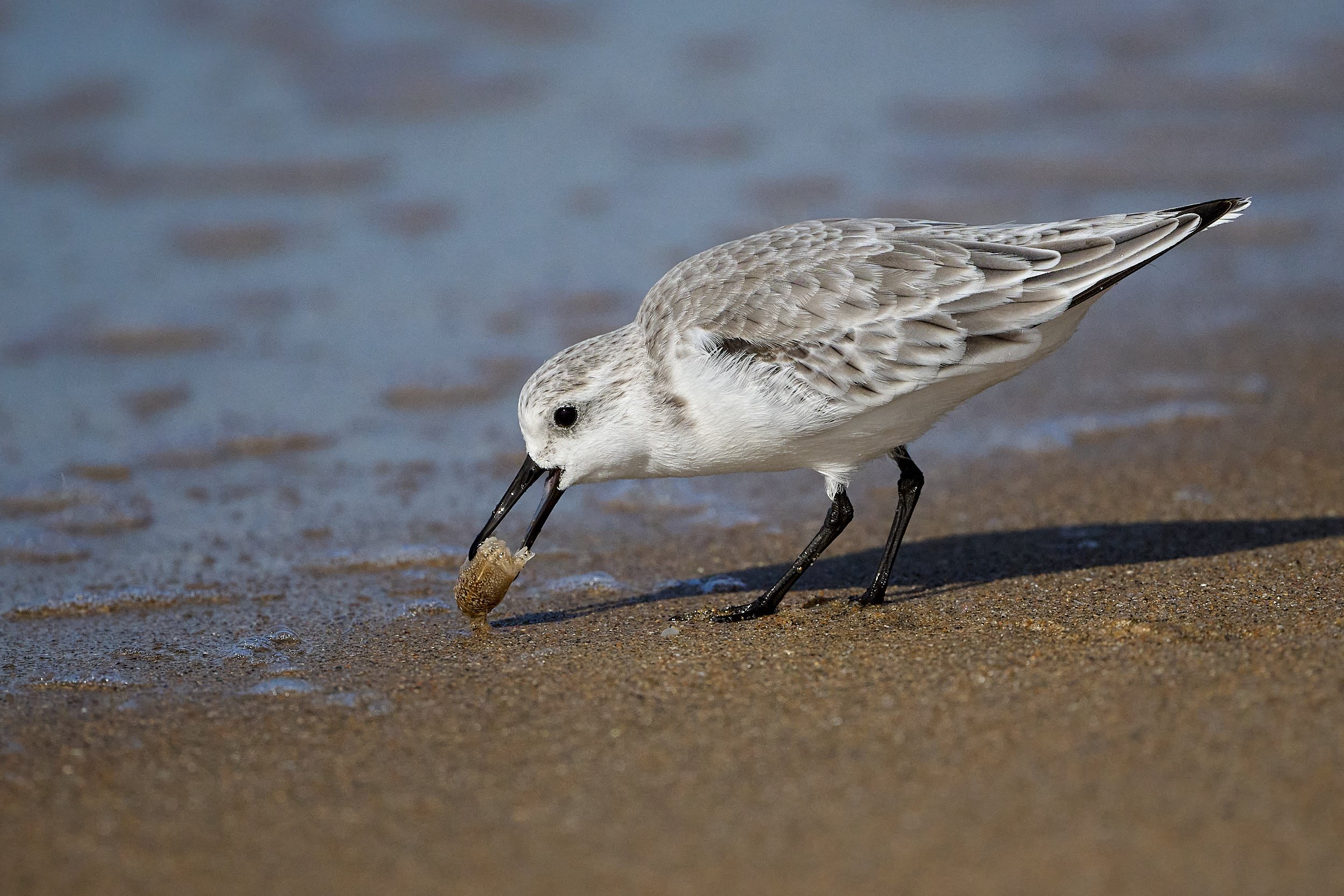 Sanderling