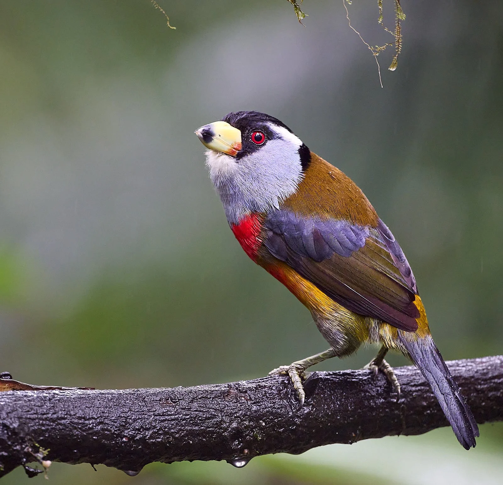 Toucan Barbet