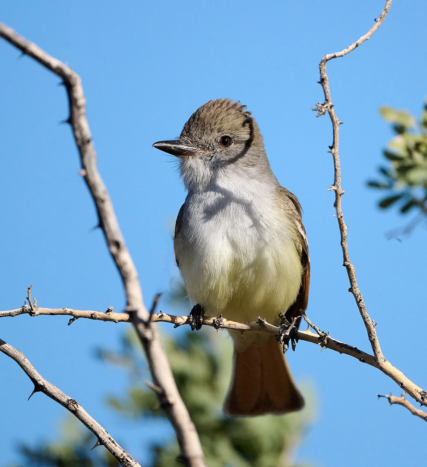 Ash-throated Flycatcher