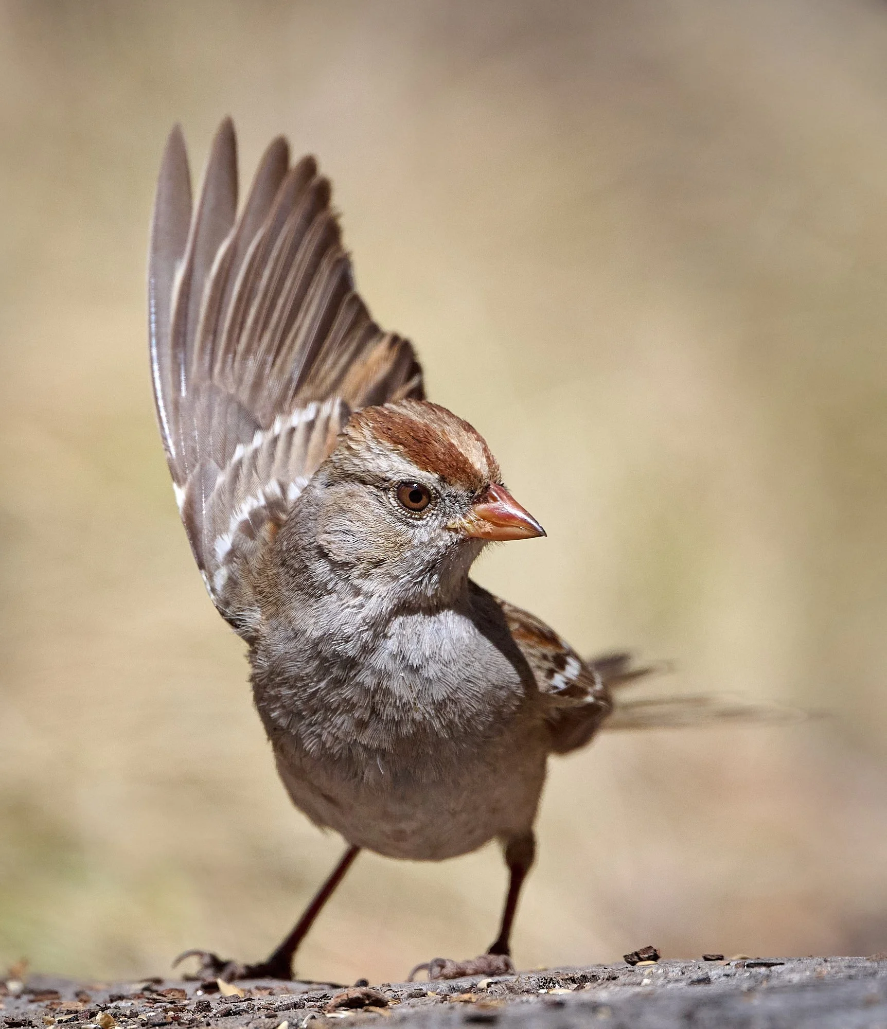 While-crowned Sparrow