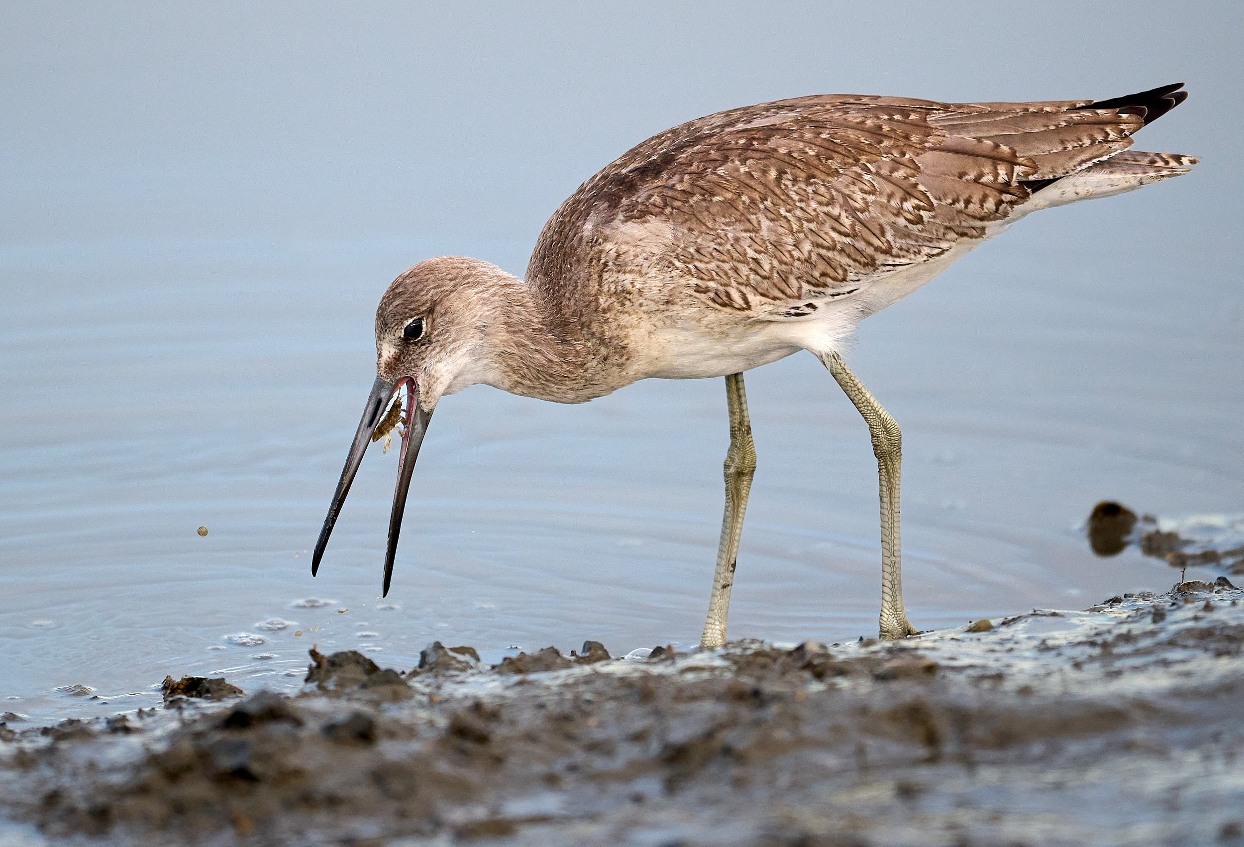 Willet