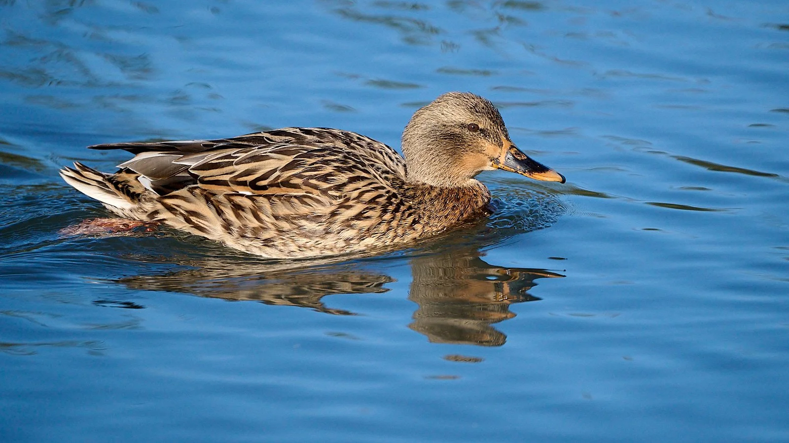 Mallard female