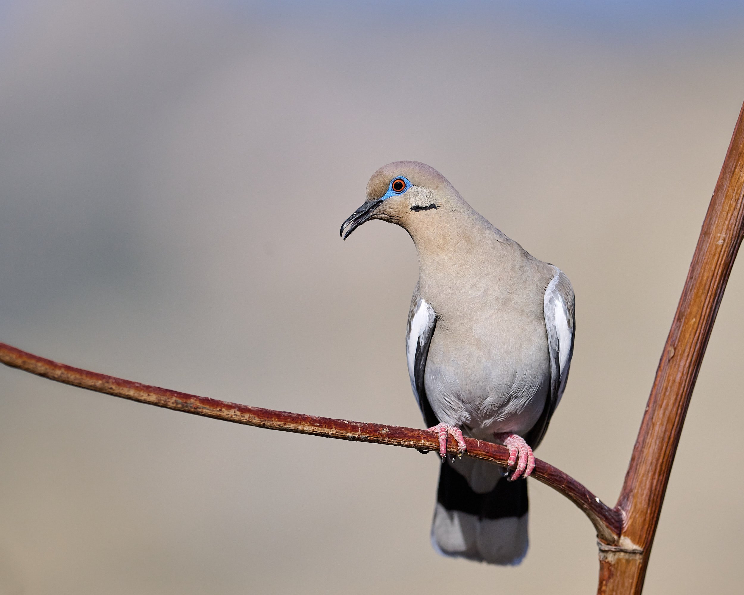 White-winged Dove