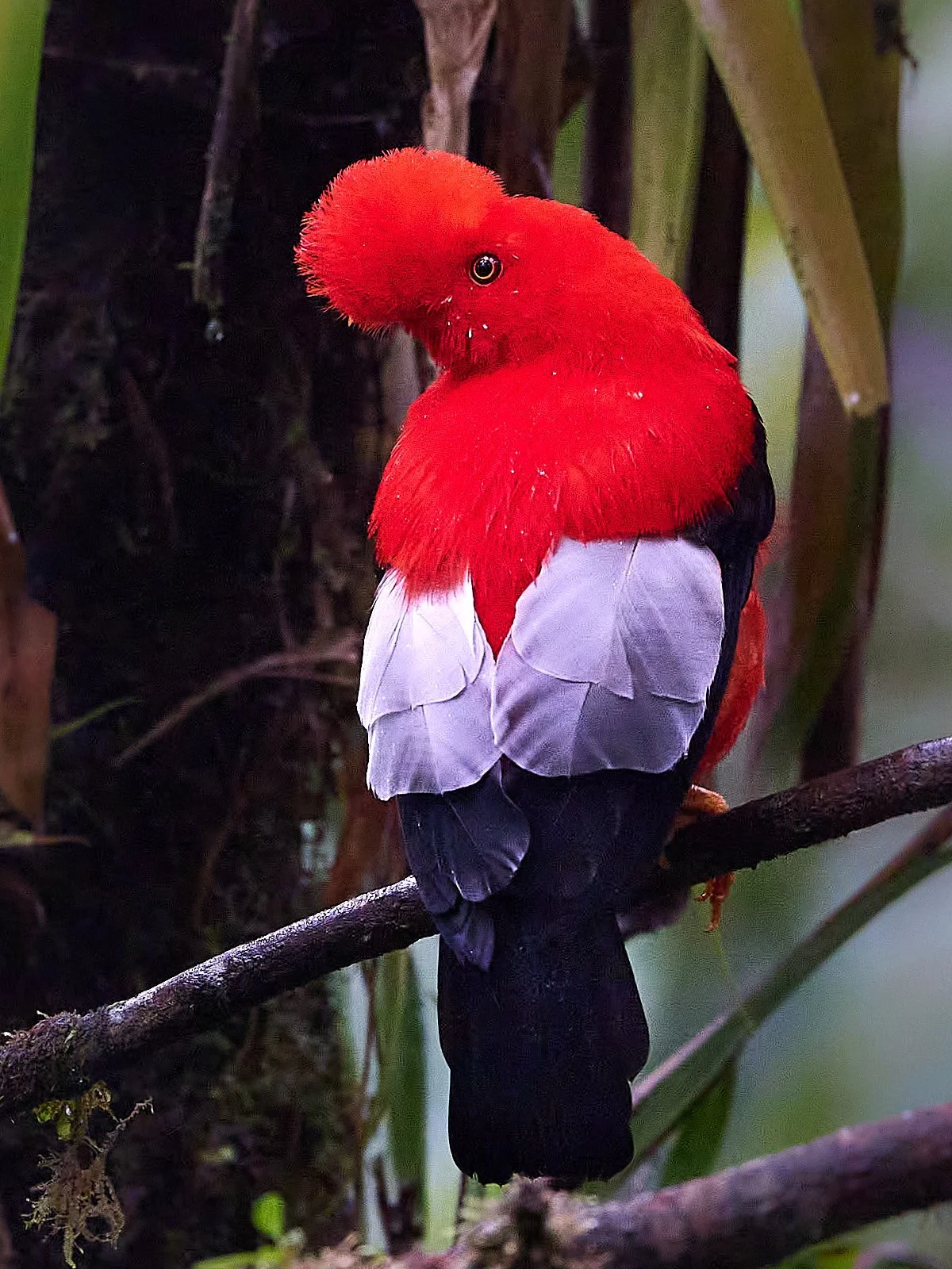 Andean Cock of the Rock