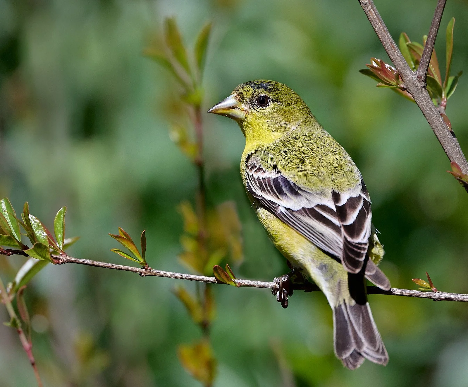 Lesser Goldfinch