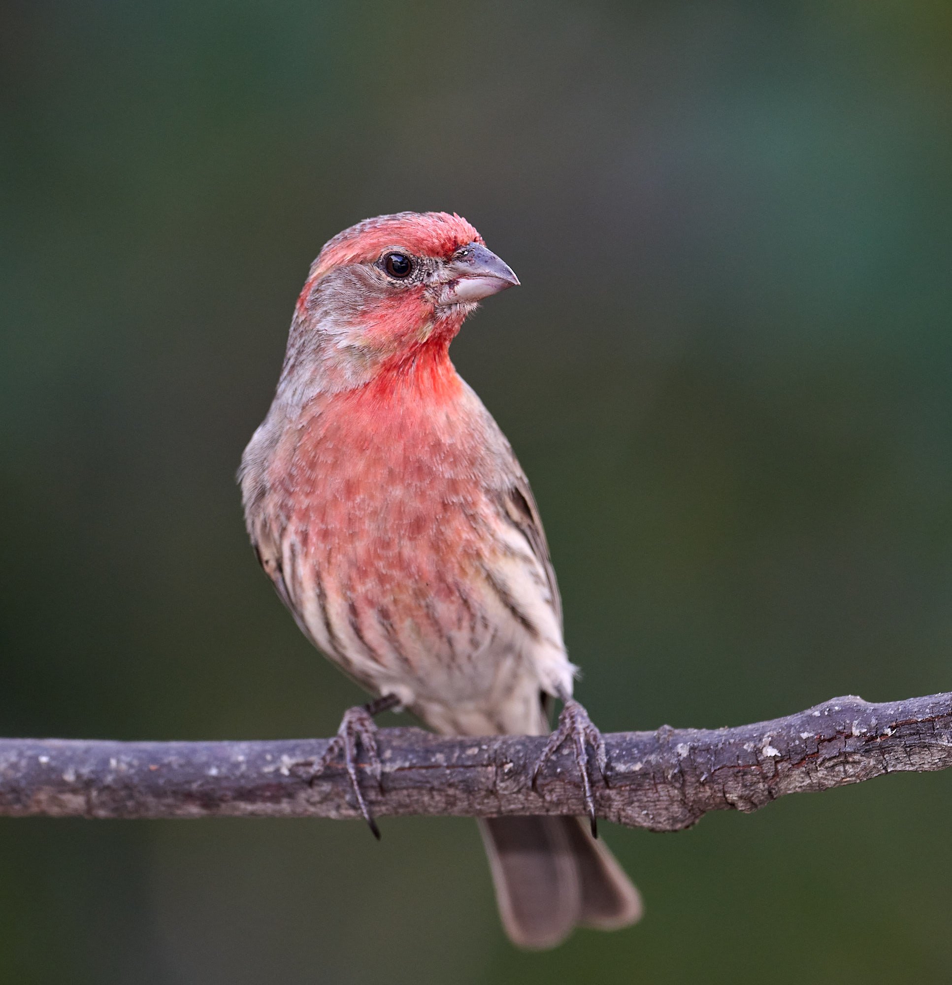 House Finch
