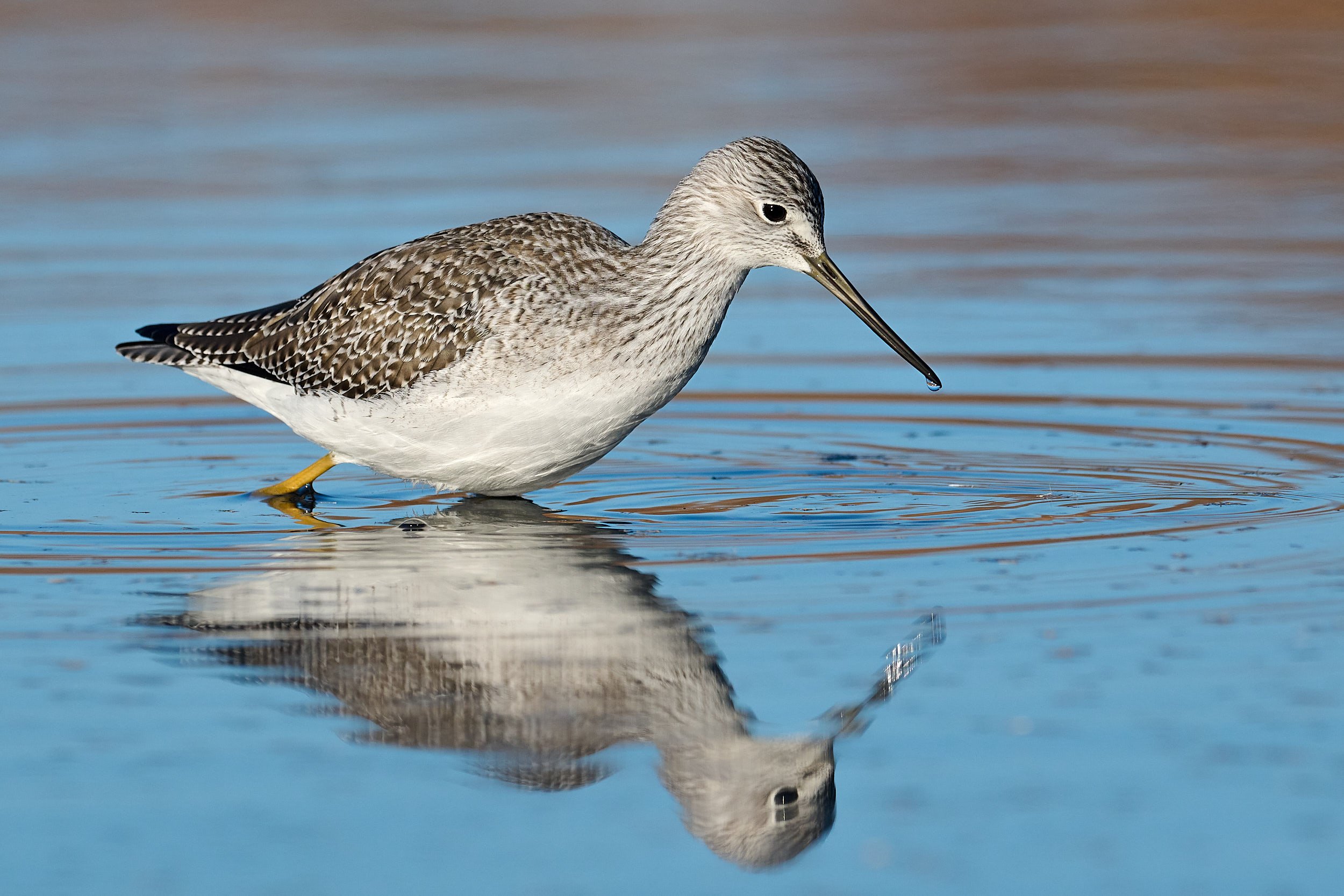 Greater Yellowlegs