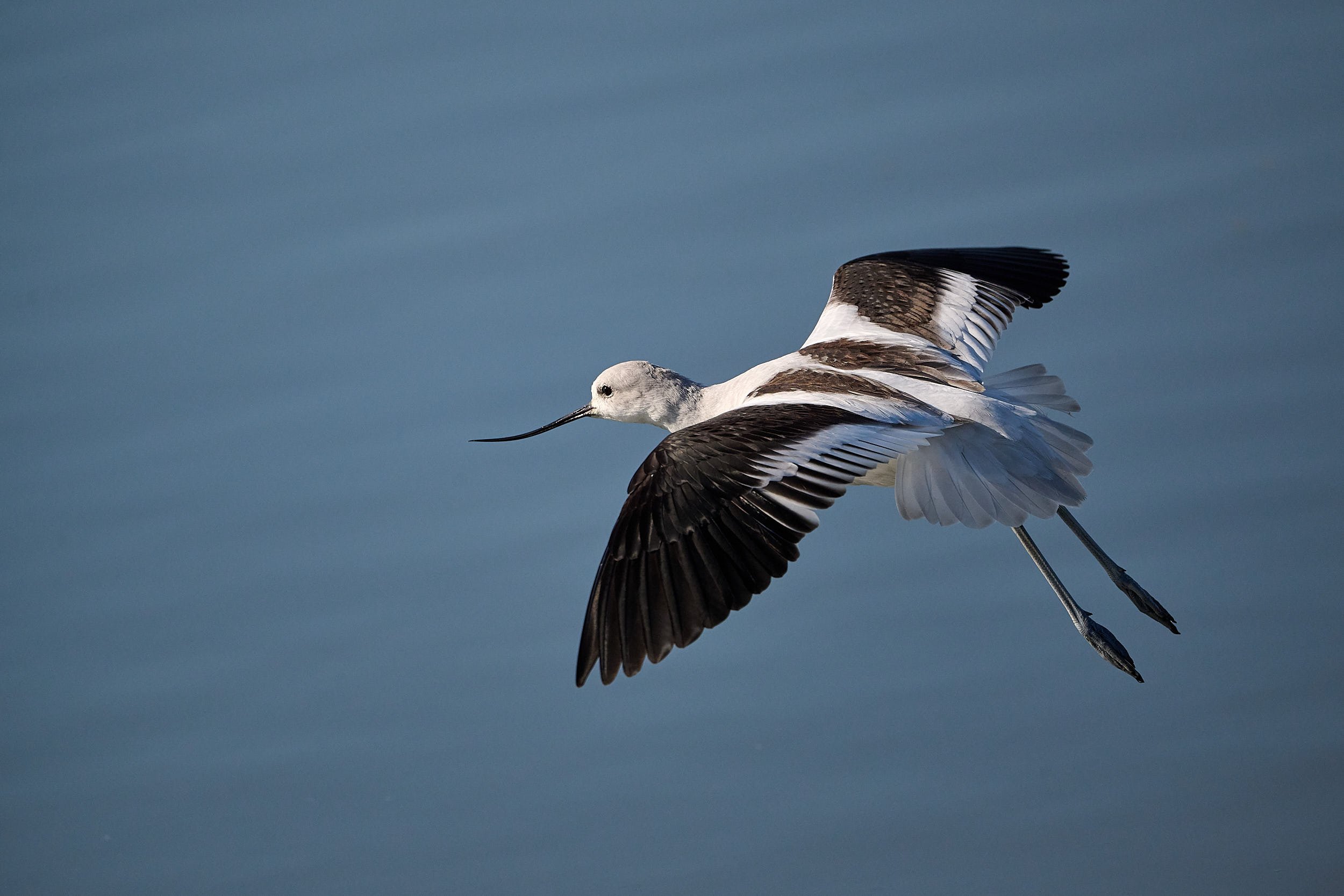 Avocet