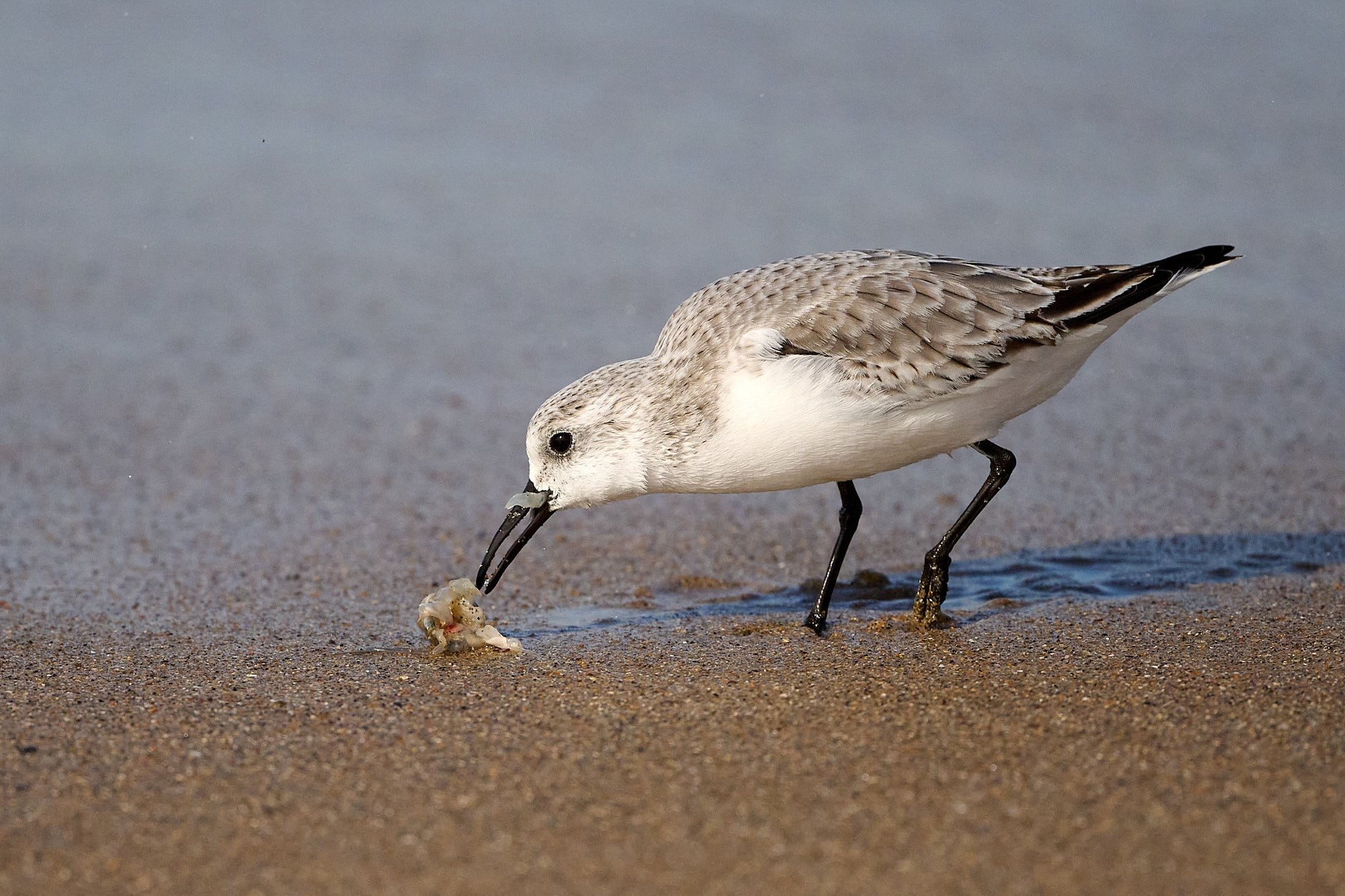 Sanderling