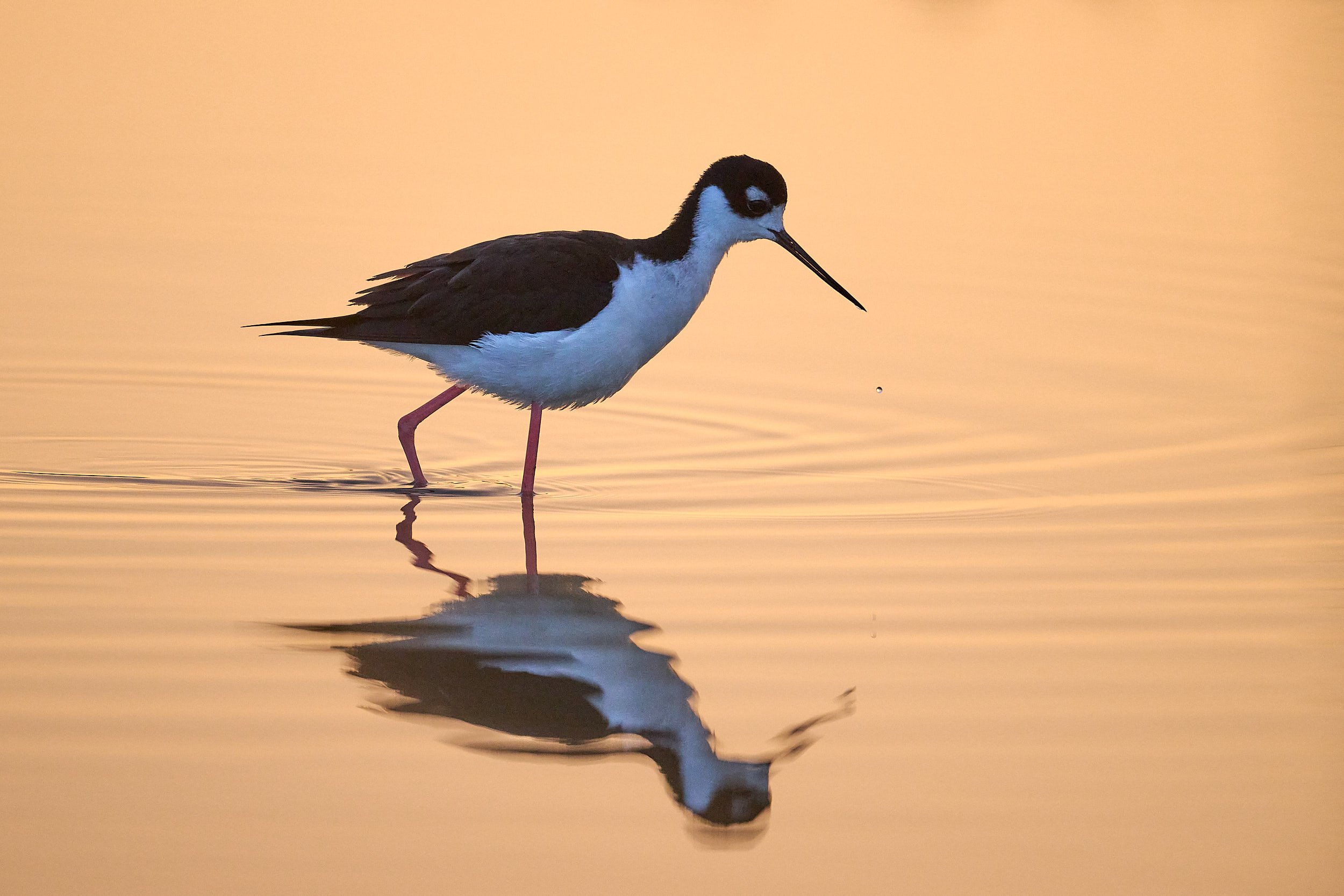 Black-necked Stilt