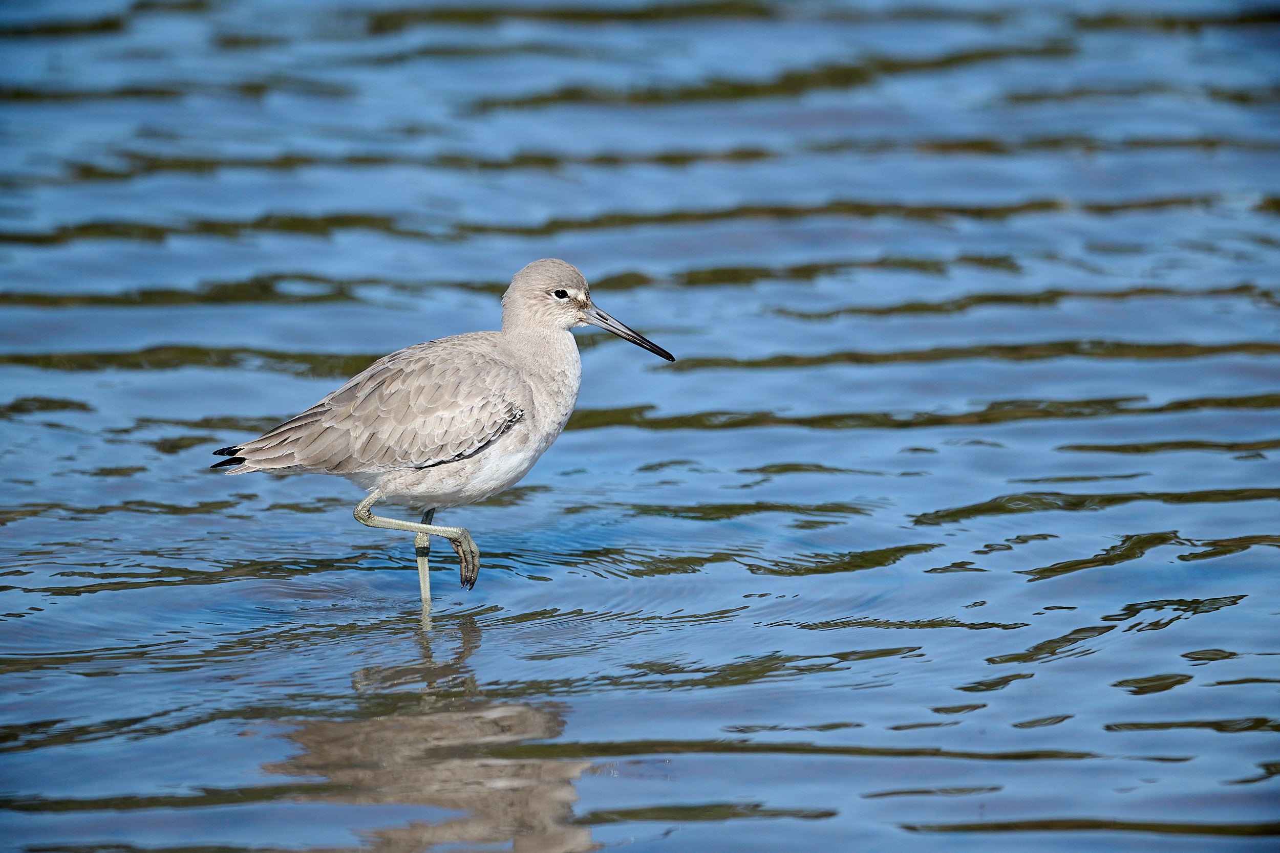 Willet