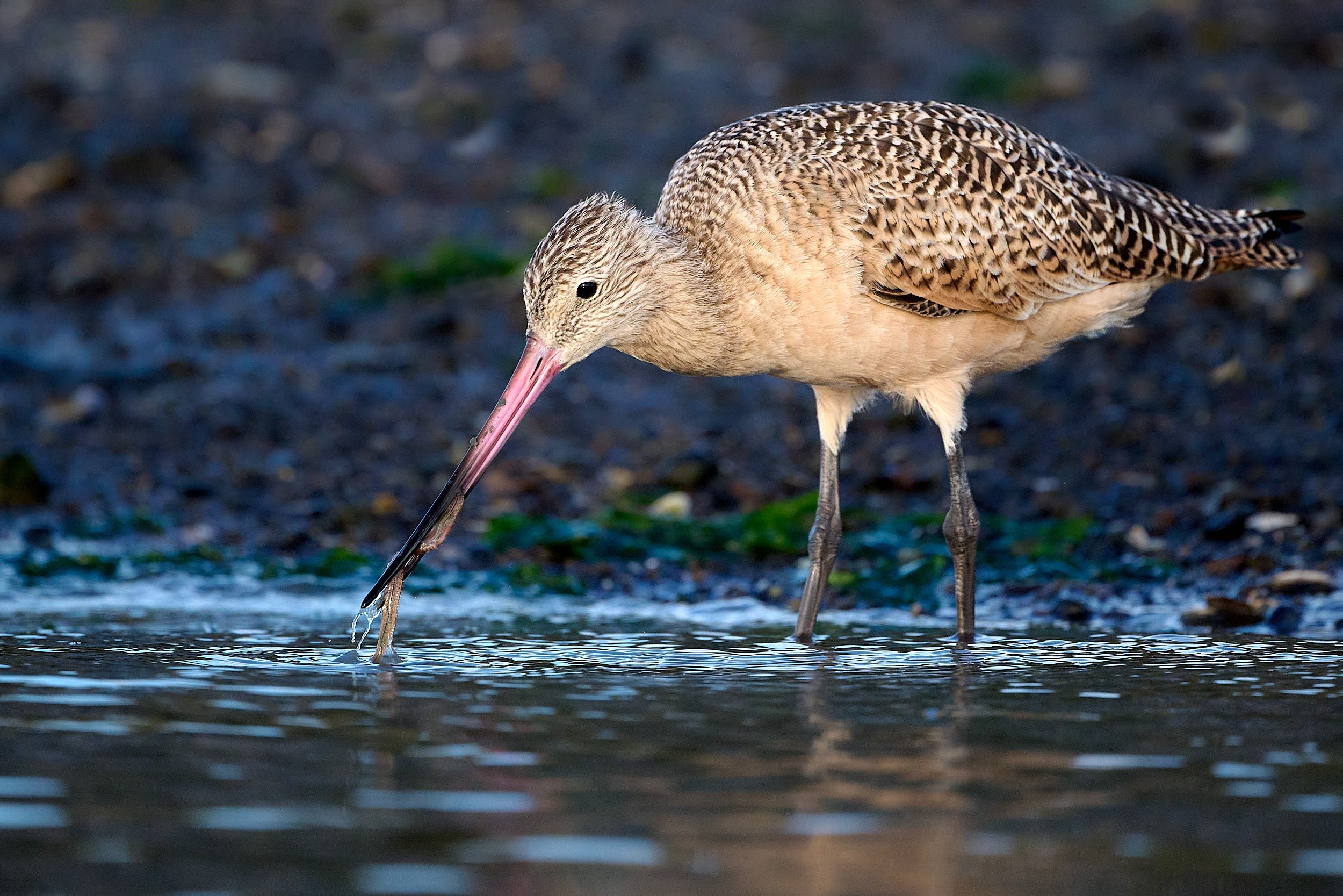 Marbled Godwit