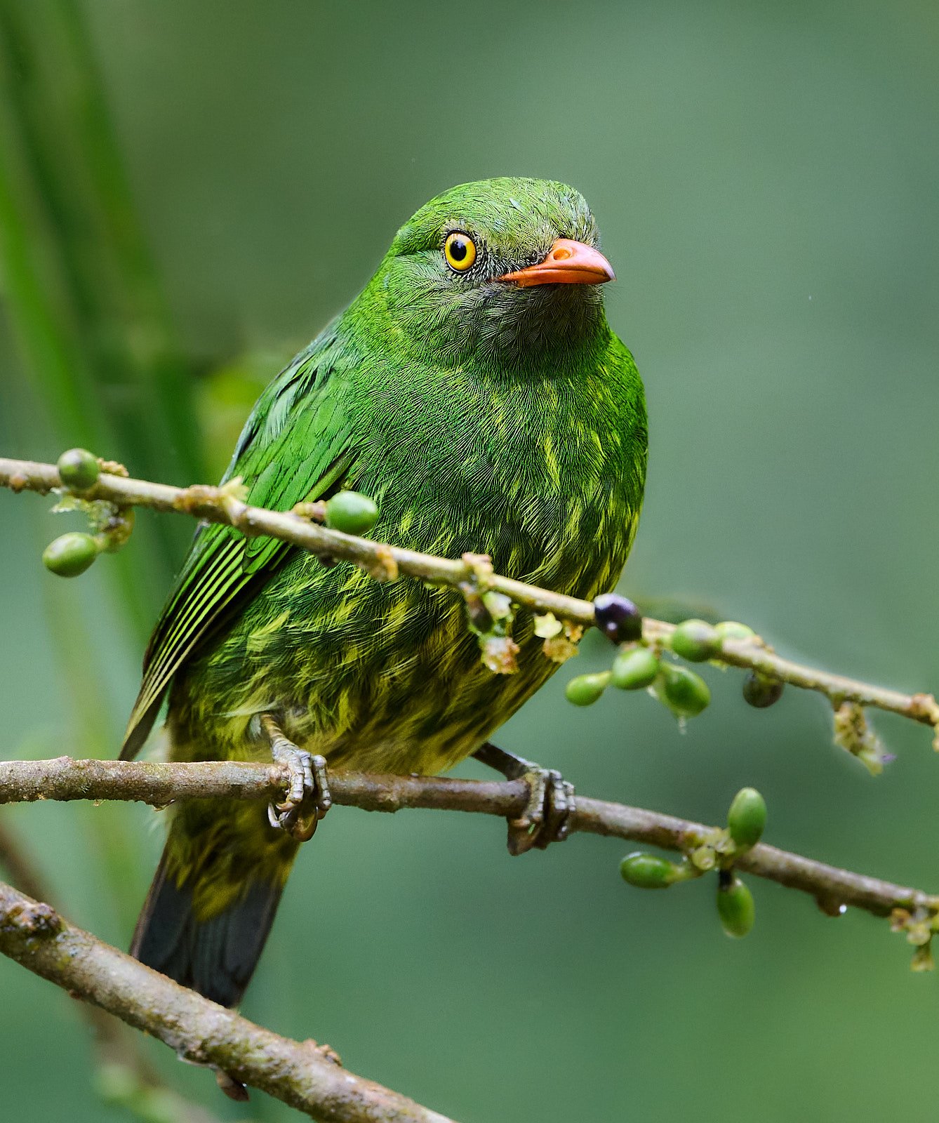 Orange-breasted Fruiteater, female