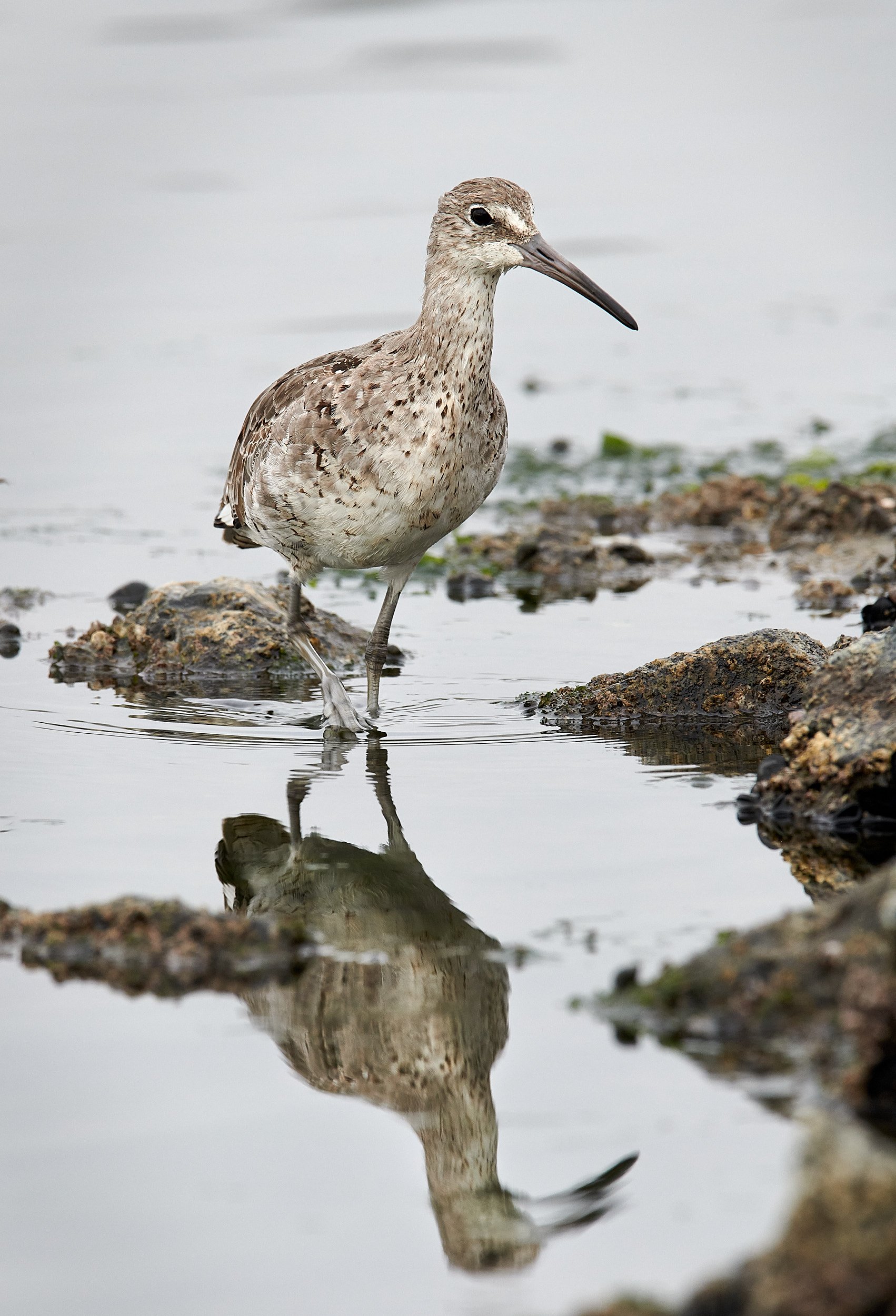 Willet