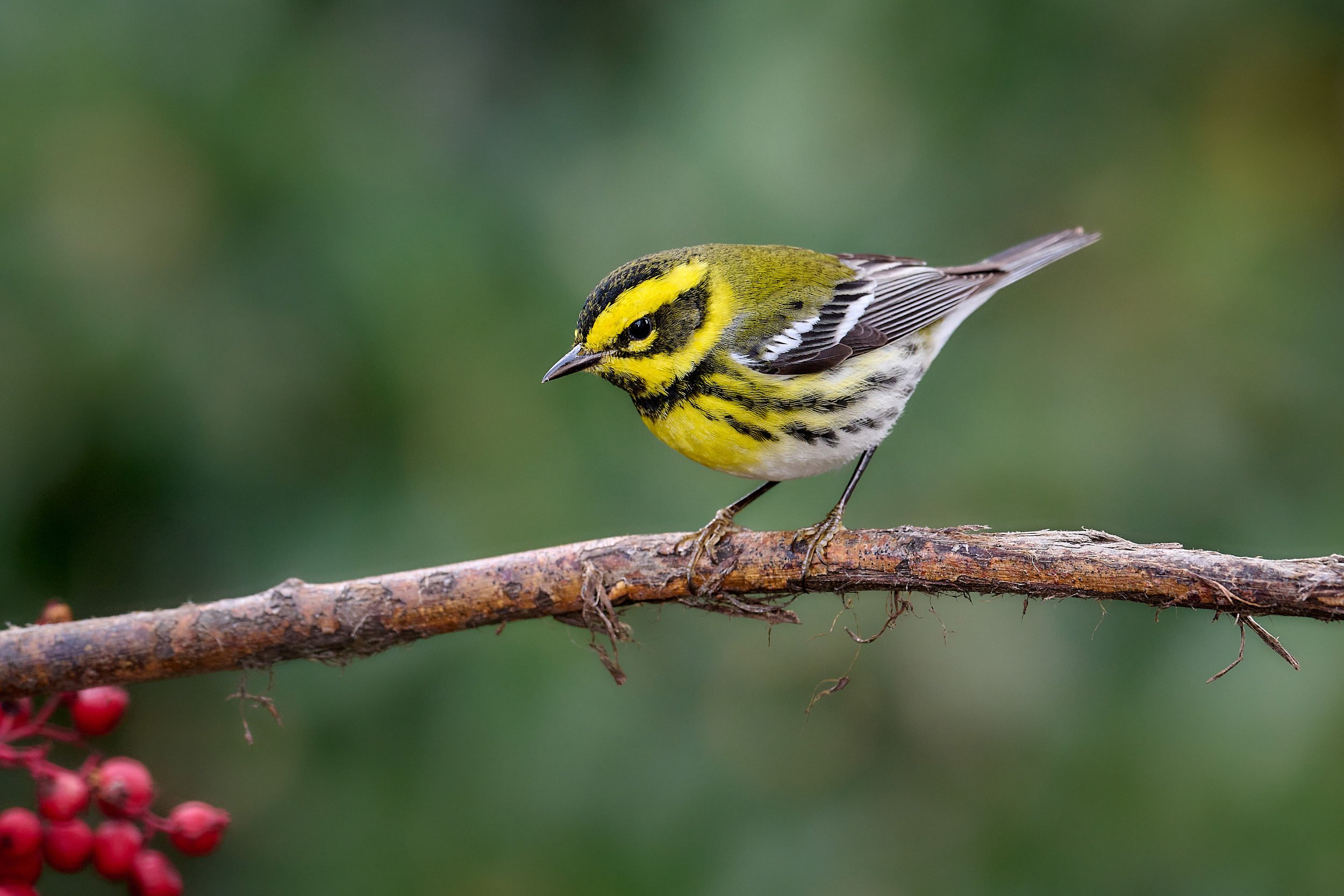 Townsend's Warbler