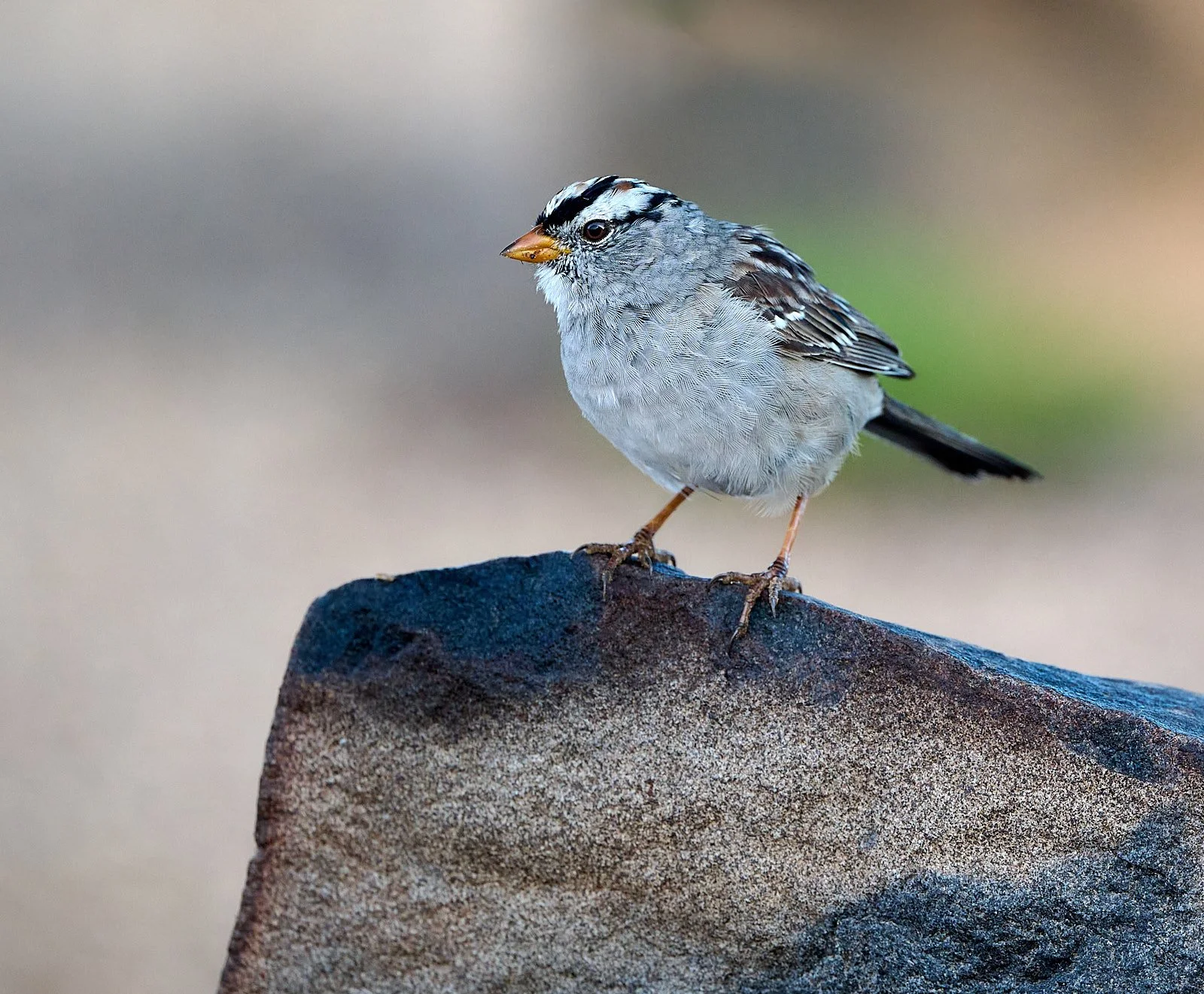 White-crowned Sparrow