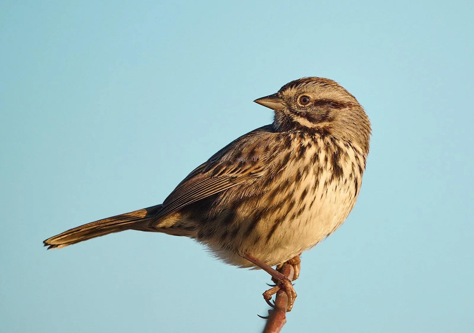 Song Sparrow