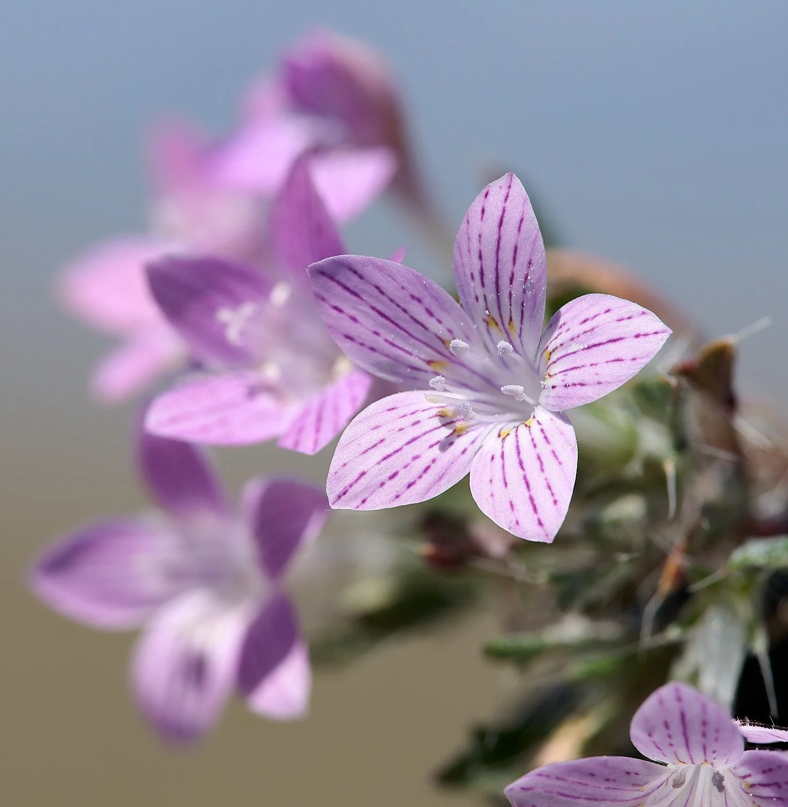 Phlox