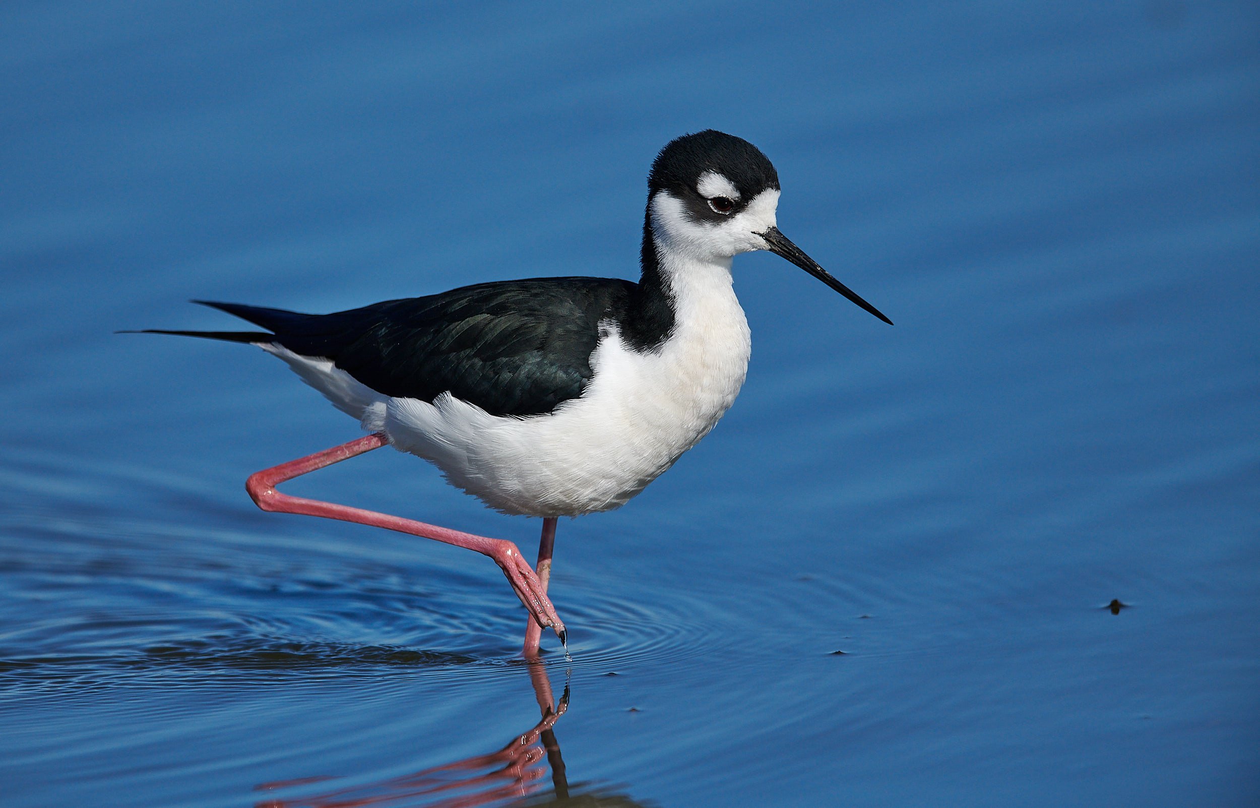 Black-necked Stilt