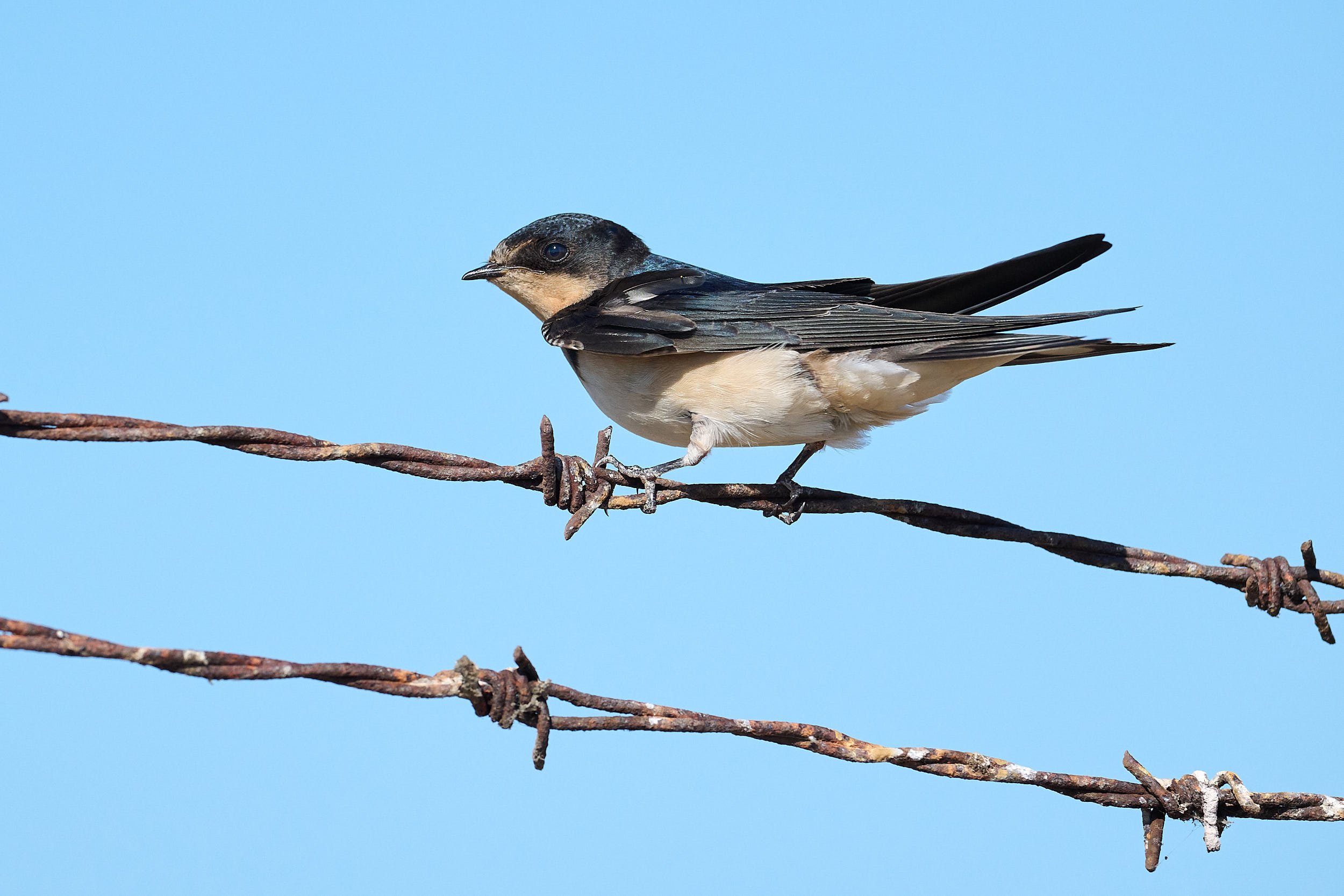 Tree Swallow