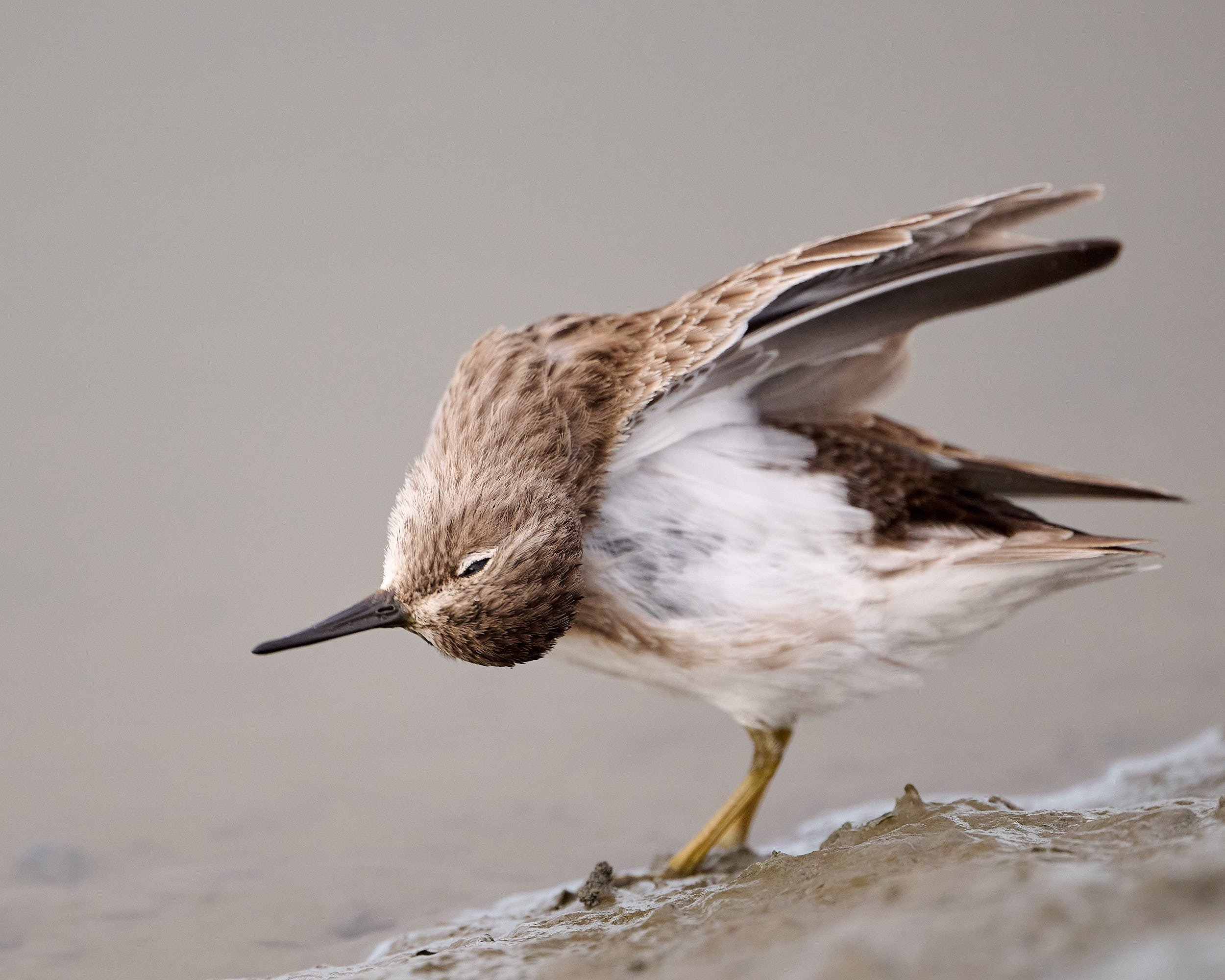 Least Sandpiper