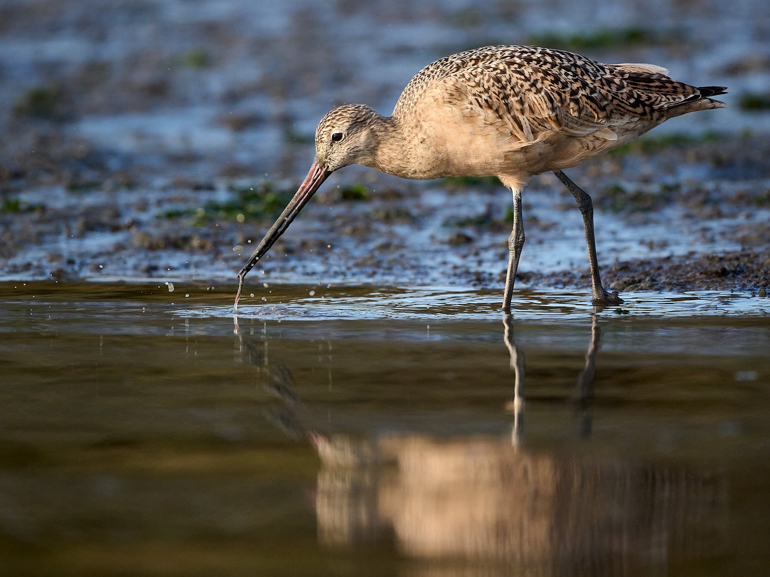 Marbled Godwit