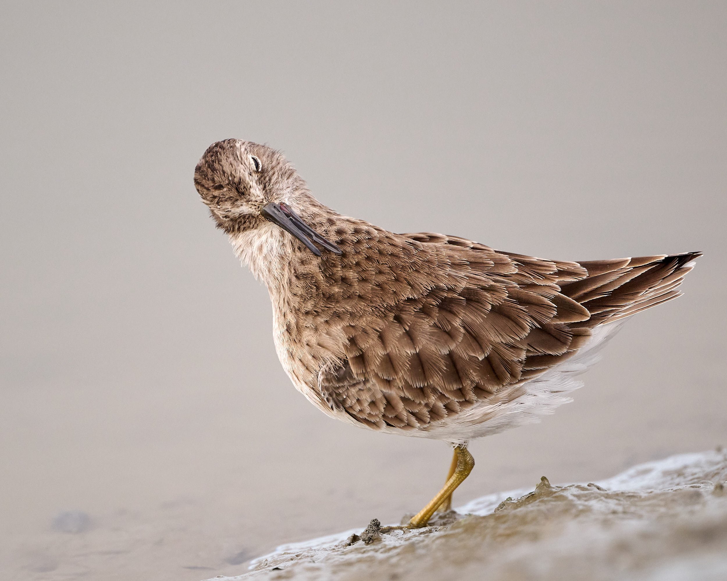 Least Sandpiper
