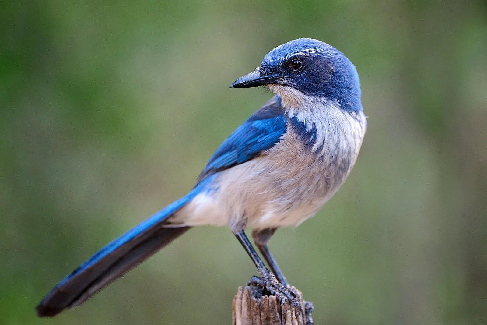 Woodhouse's Jay