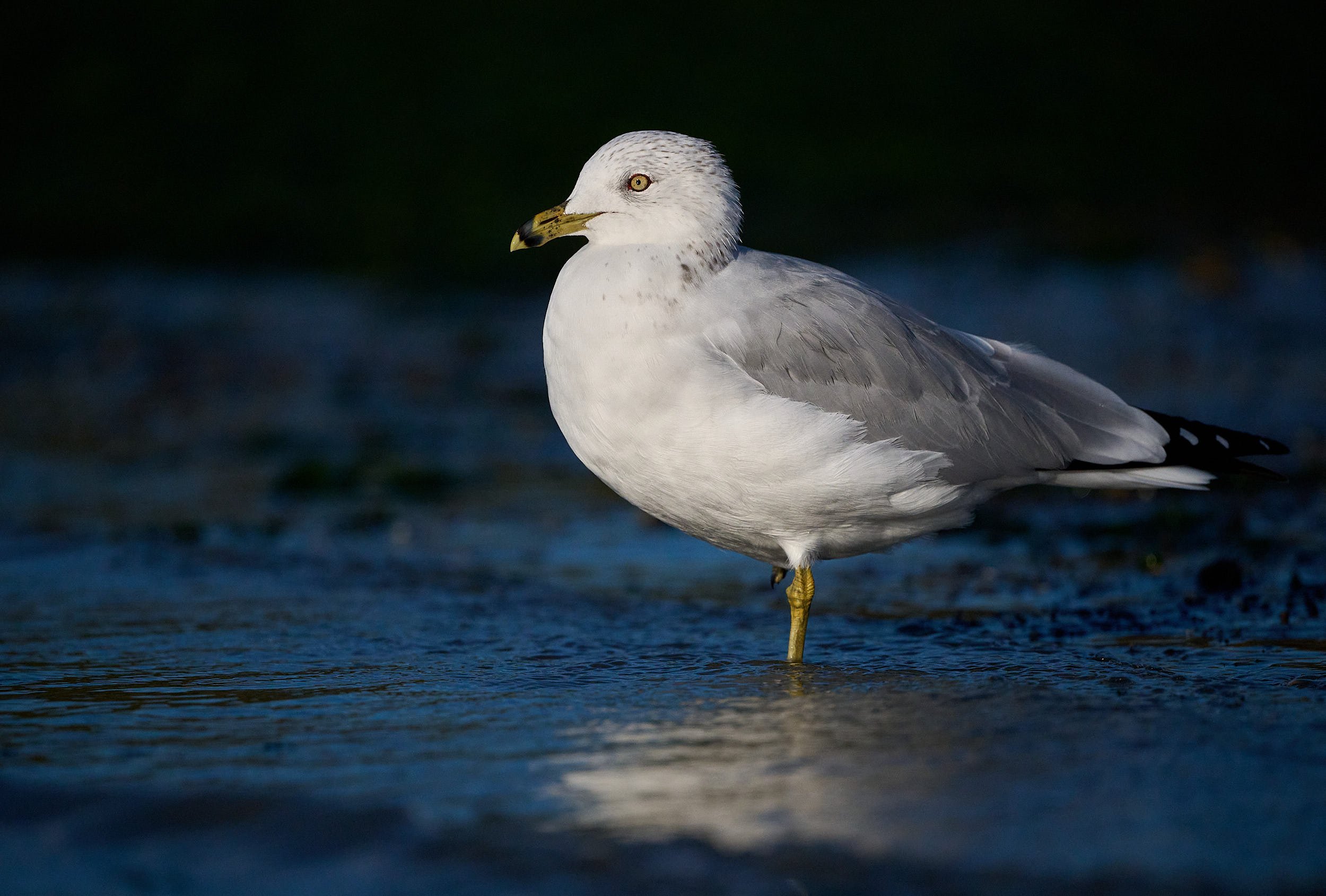 Ringed-billed Gull